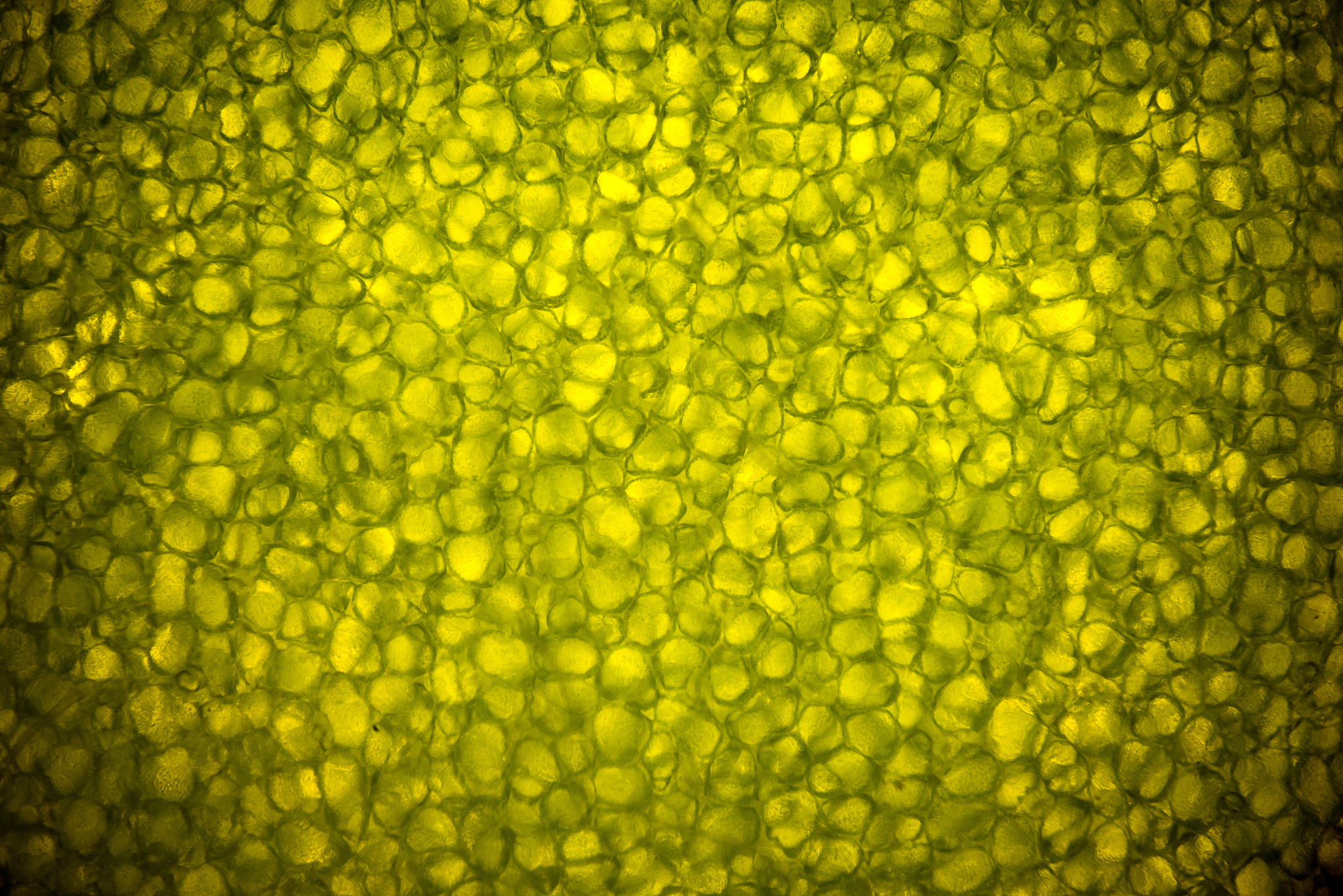 二氧化碳转化：植物、动物、微生物和化学反应