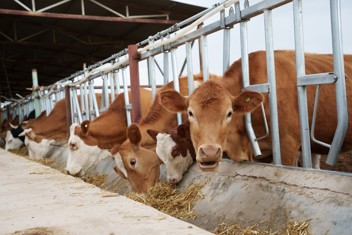 延安市育肥牛养殖环境问题及改善措施