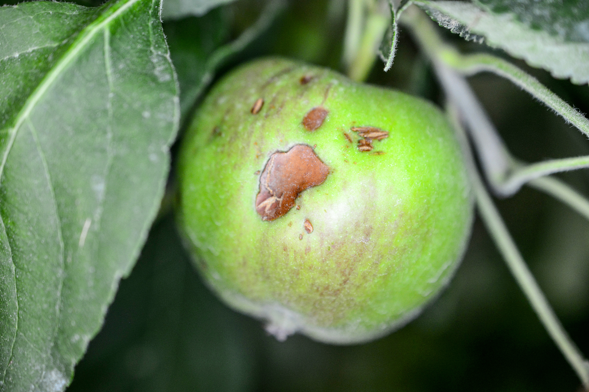 苹果霉心病发病原因以及治疗方案