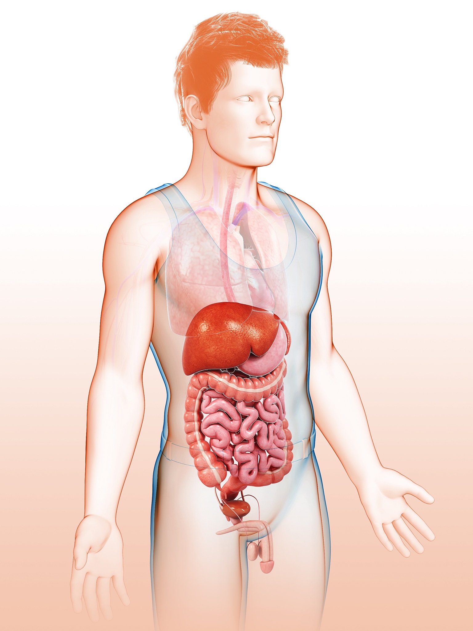 食物到达大肠需要多长时间？