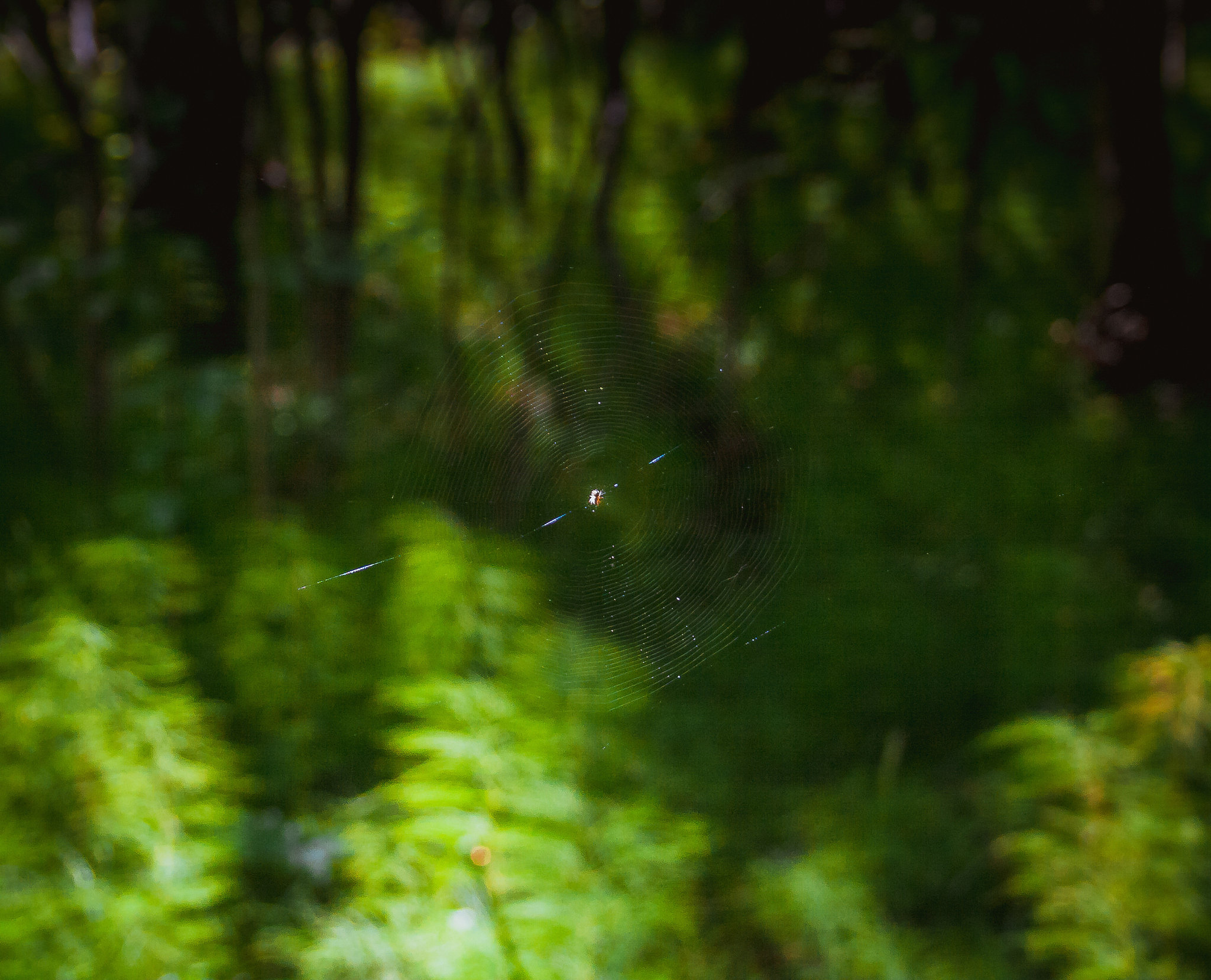 雷雨夜，大自然交响曲：感受生命蓬勃的力量