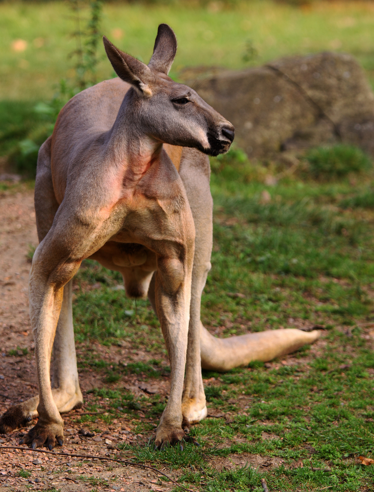 red kangaroo