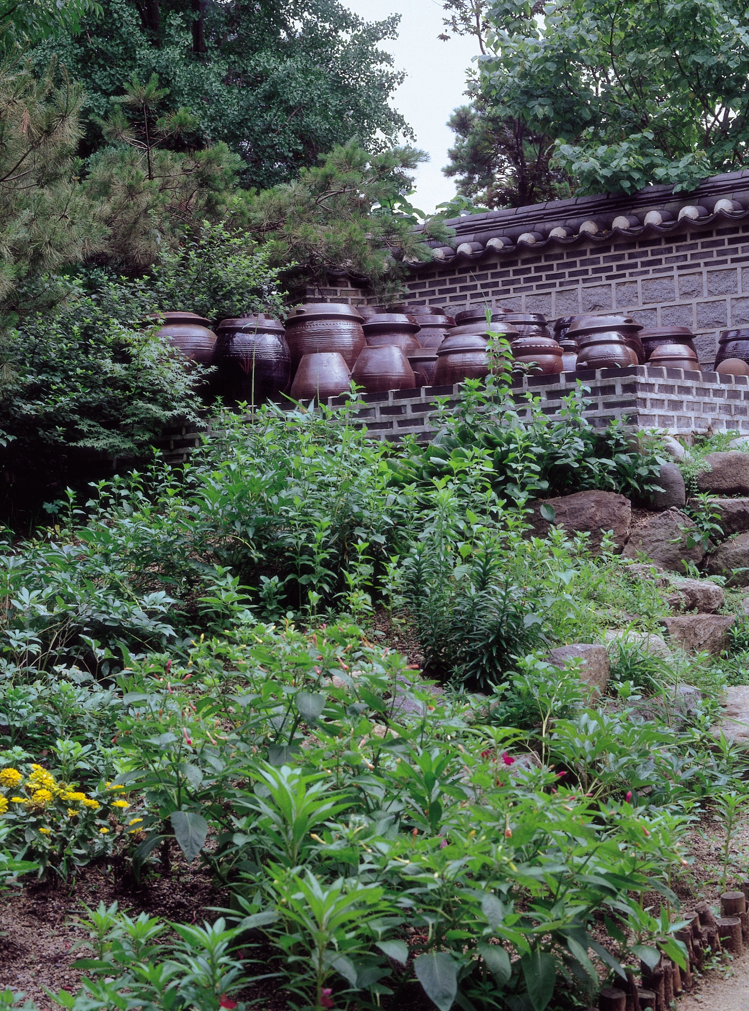云南省林业学校中草药种植专业怎么样