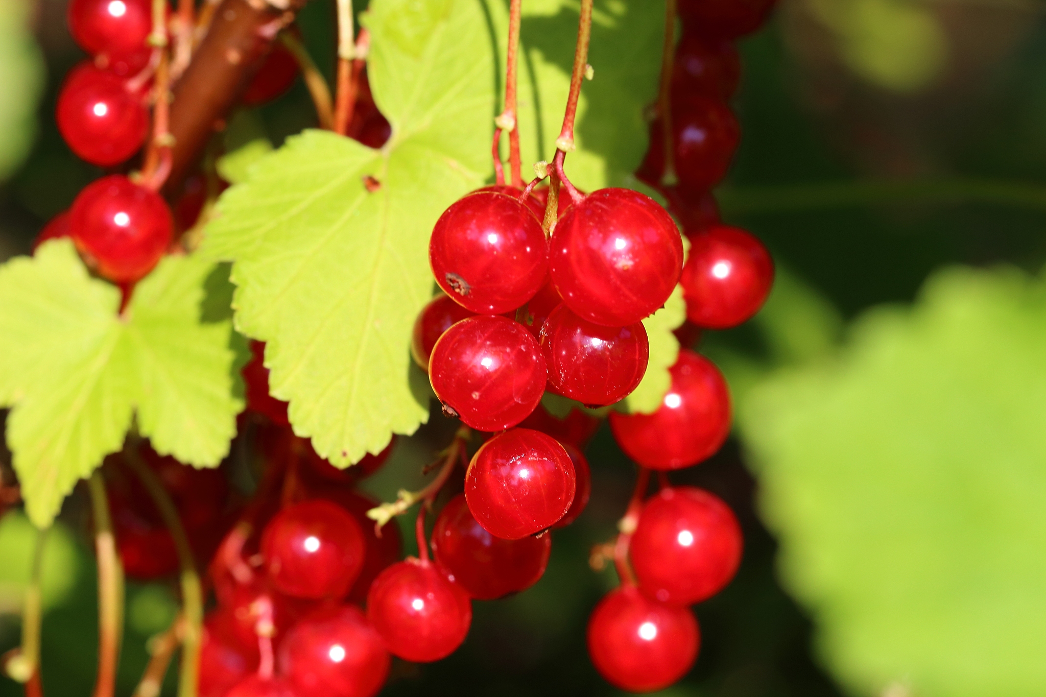 organic redcurrants ready to be picked