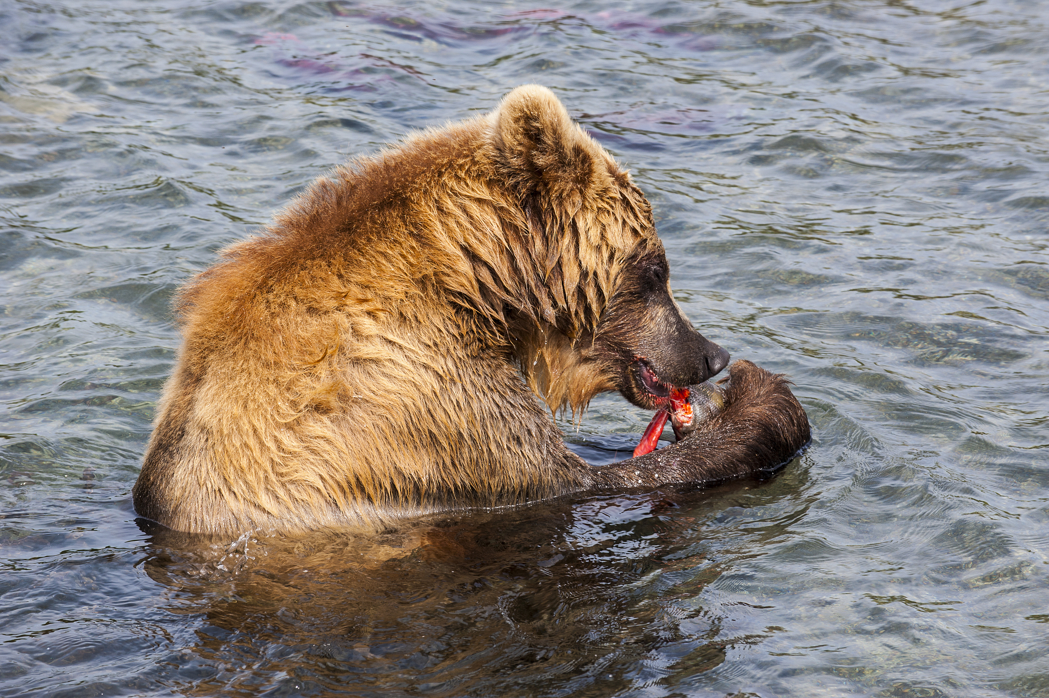 russia, kamchatka, kurile lake, kamchatka brown bear, ursus arct