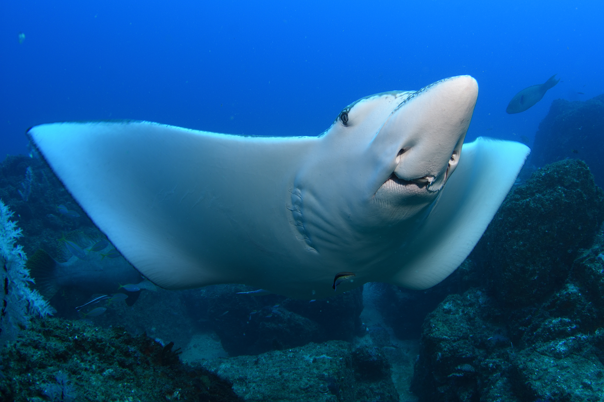 动物医学专业的就业方向？用发