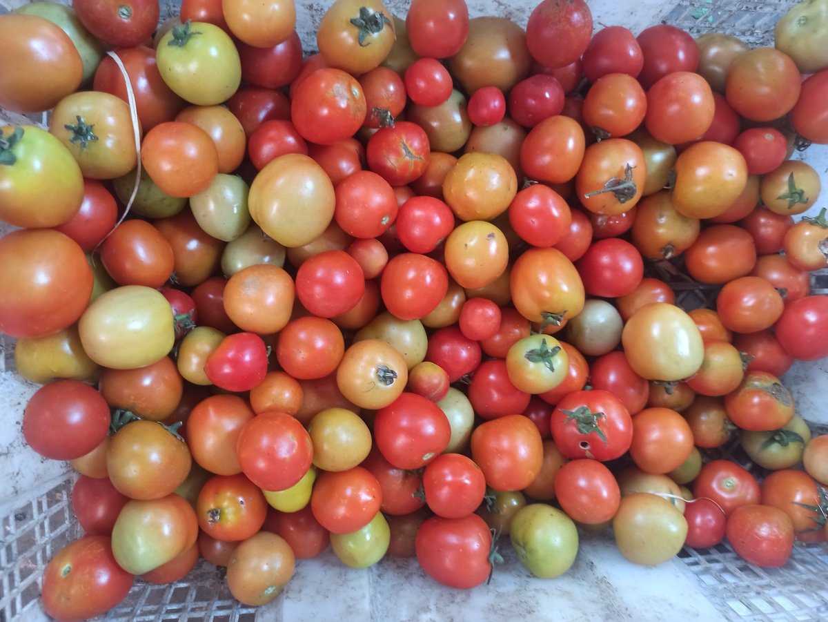 番茄籽颜色：绿色、黄色还是红色？