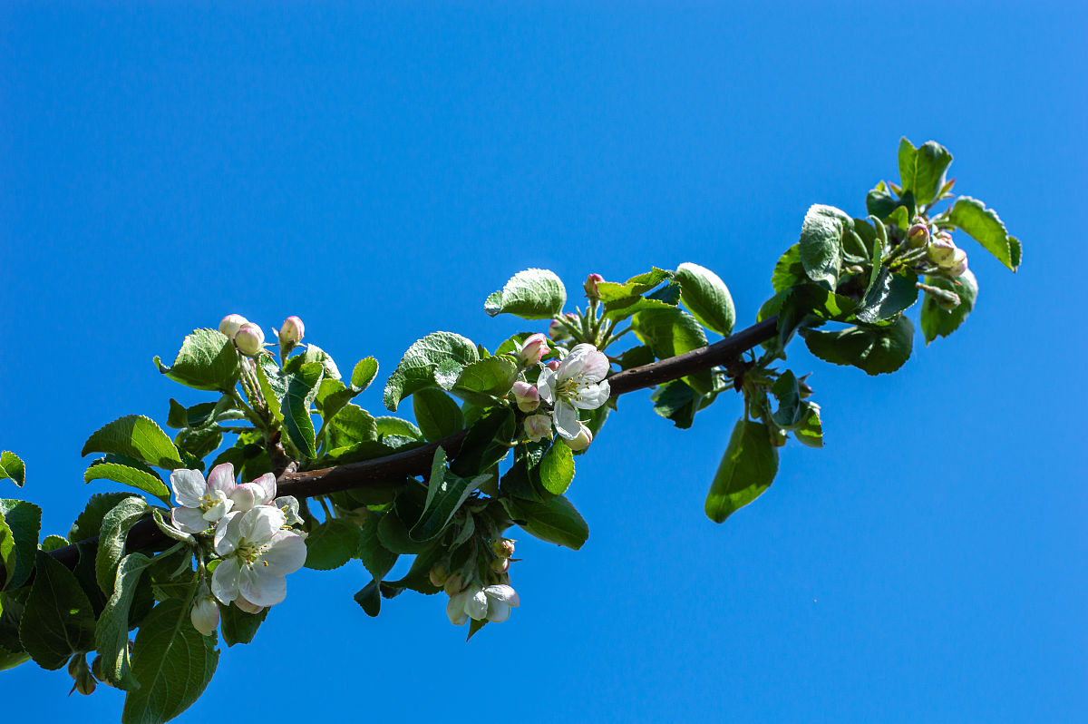 写一首赞美春天的诗歌
