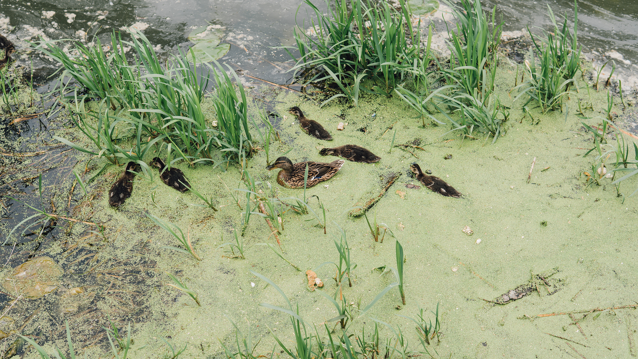生态入侵对中国的影响
