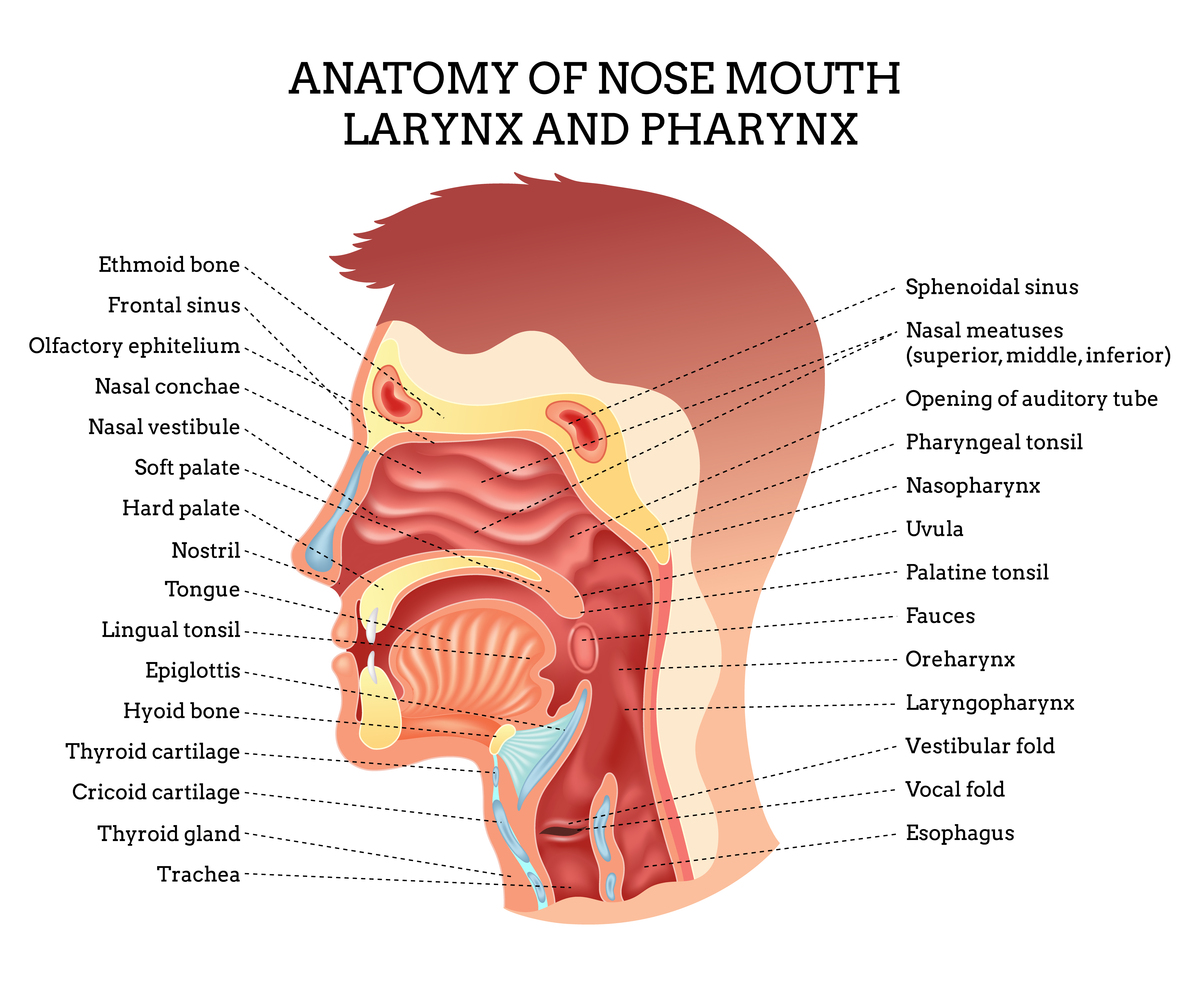 裂隙喉道与孔隙喉道：声门结构与多孔介质的对比