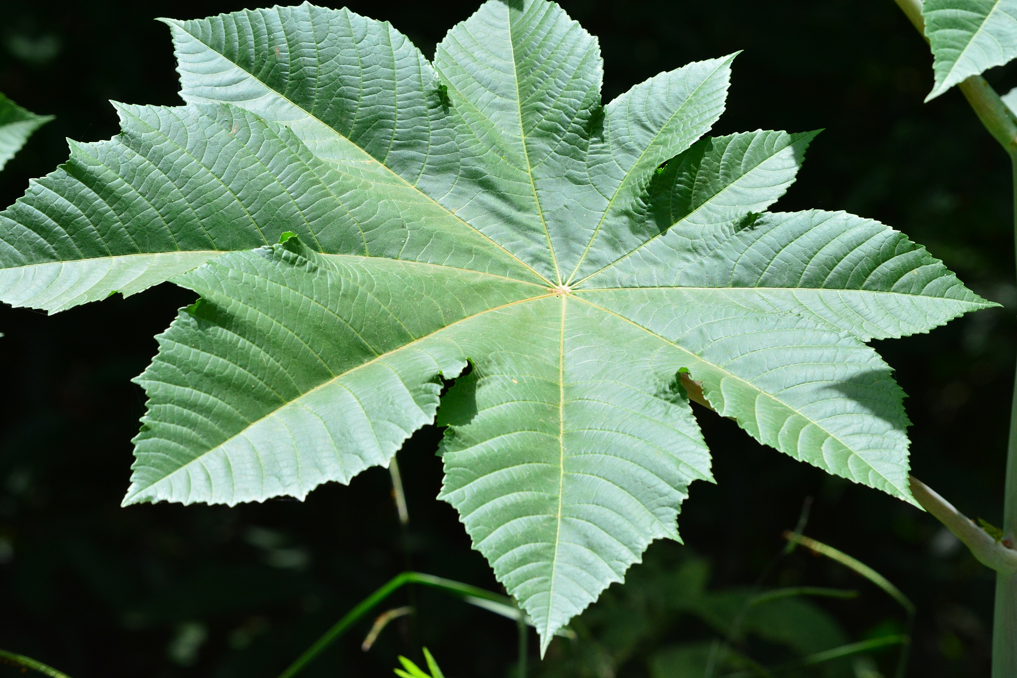 close-up of green leaves