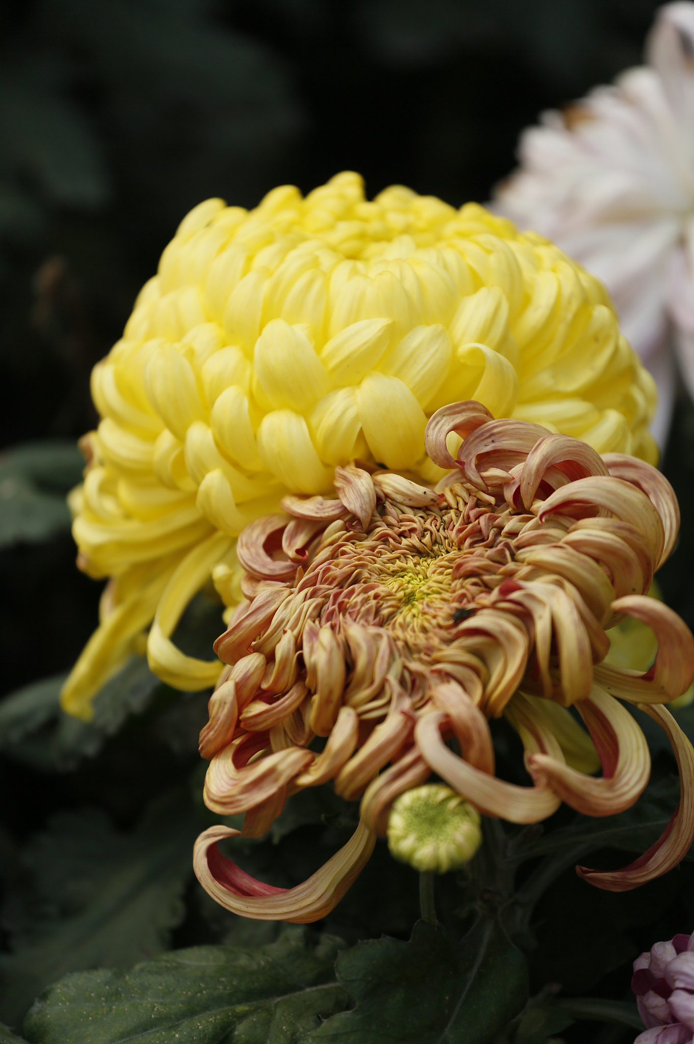 菊花：秋之主角，诗意之源