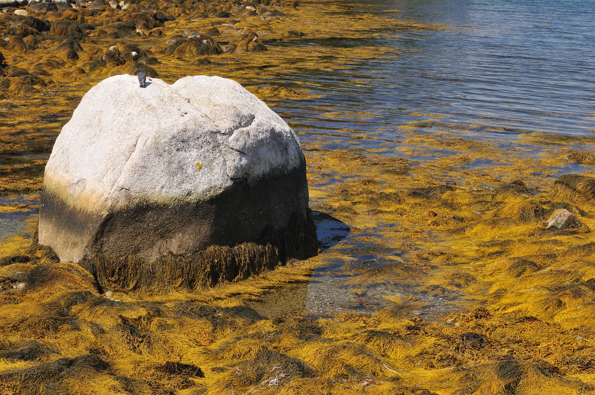 已知SSS和SBP检测结果如何判断是巨石还是海草