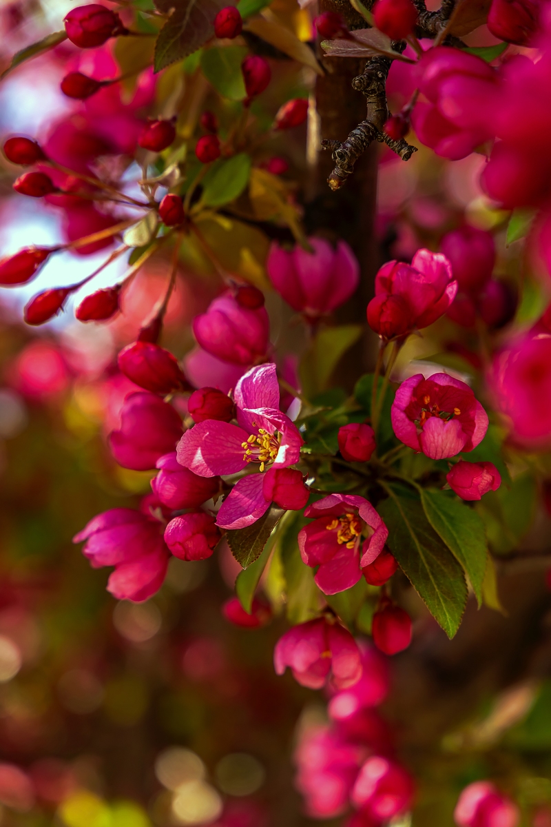 春天的美好：生机勃勃，充满希望