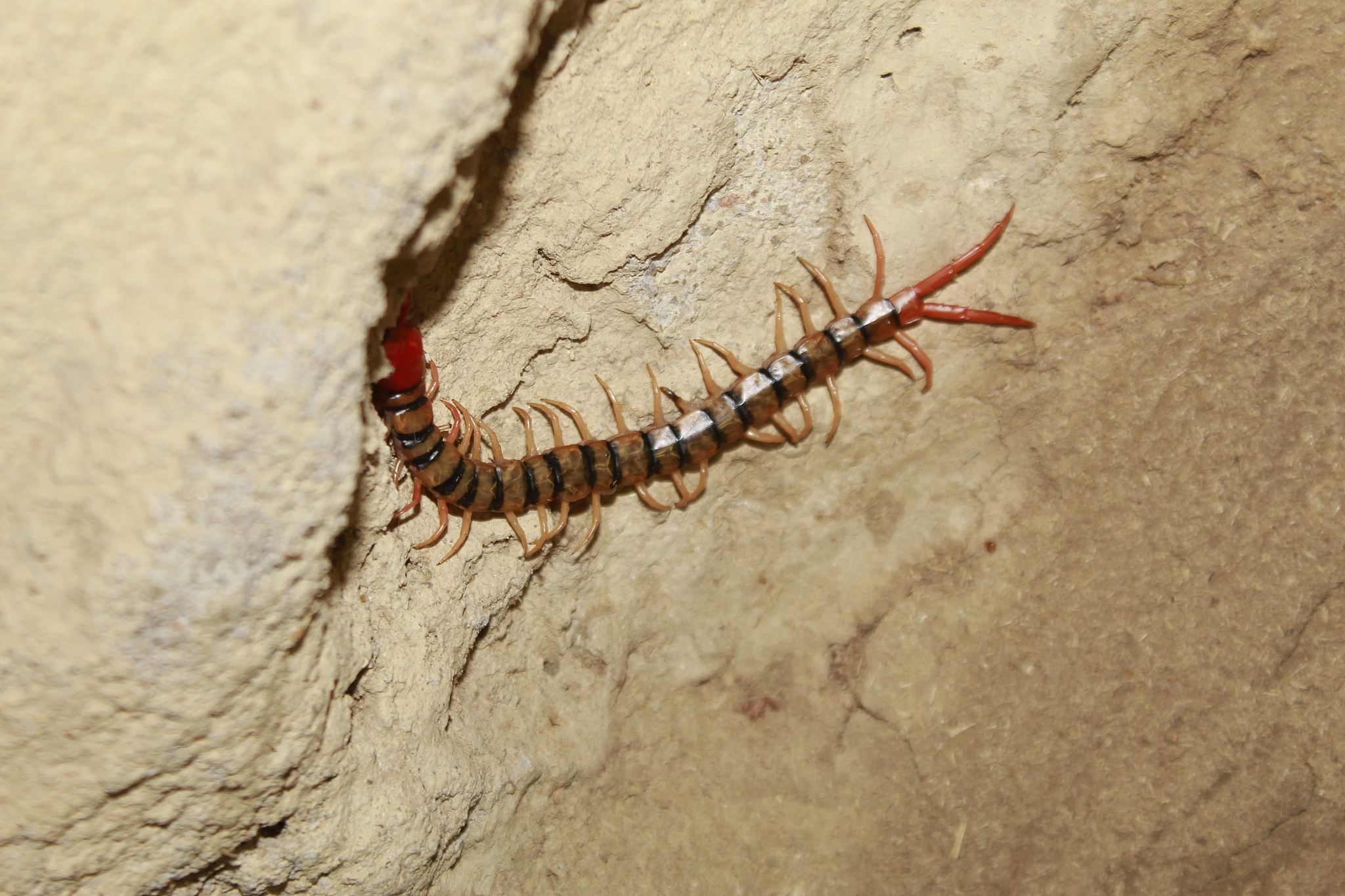 centipede是什么