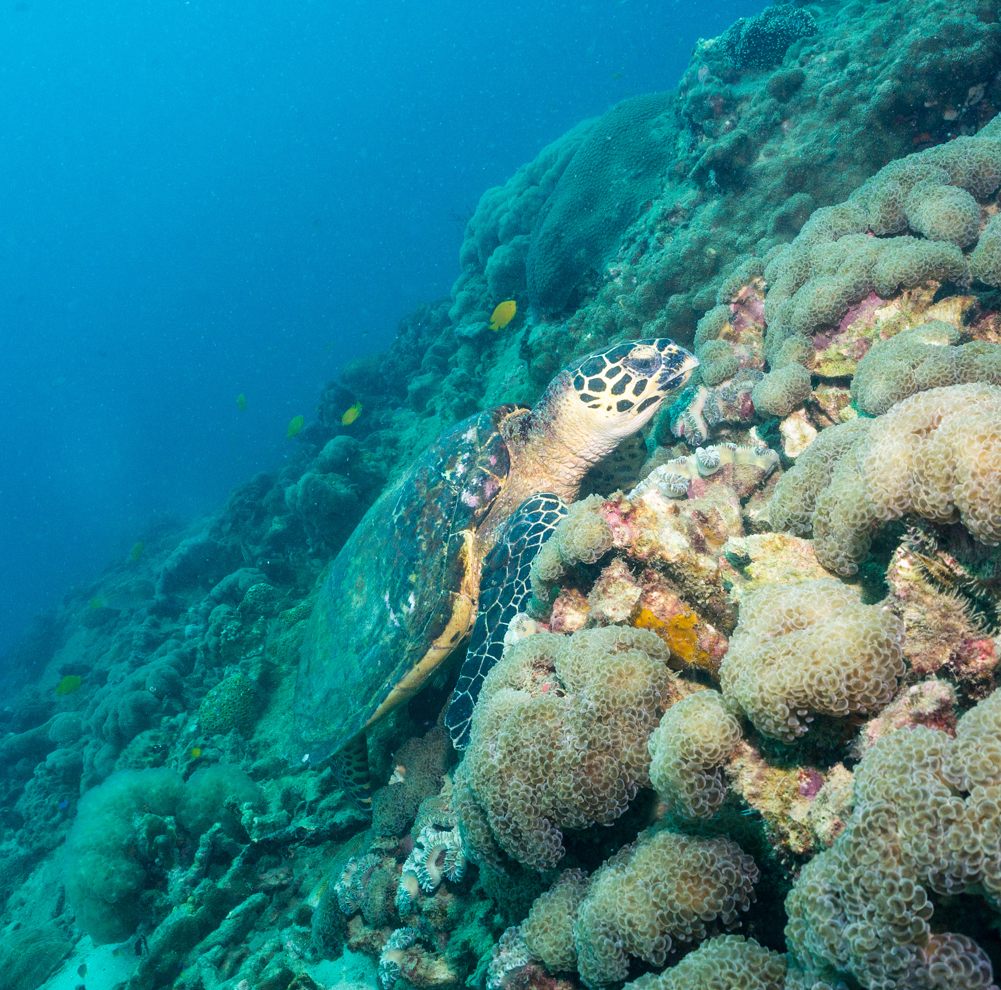 生物地理学中考知识点：种群分布、物种多样性、经济利用、地理流行病学