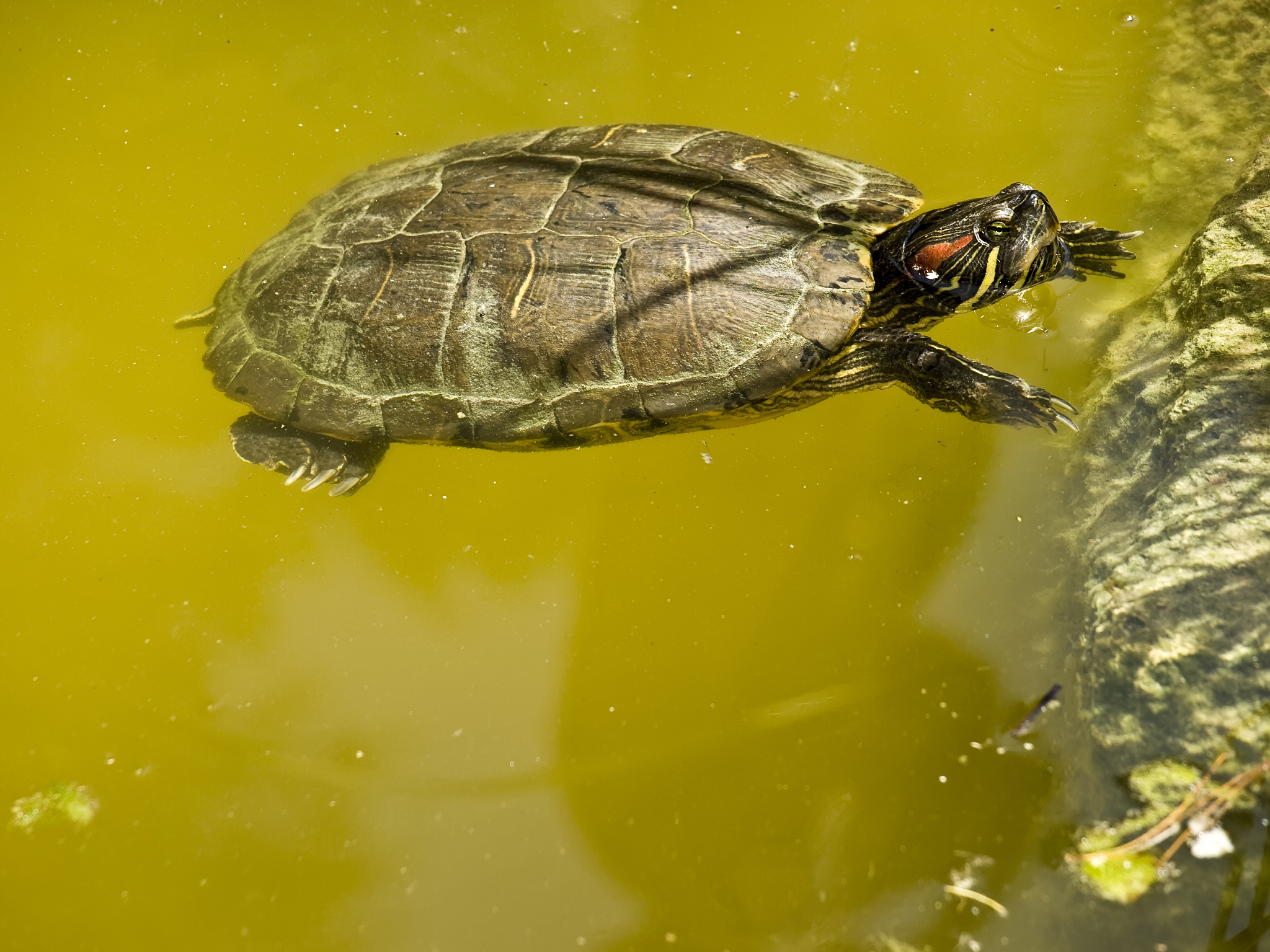 龙龟：古老的爬行动物，揭秘其独特特征与生活习性