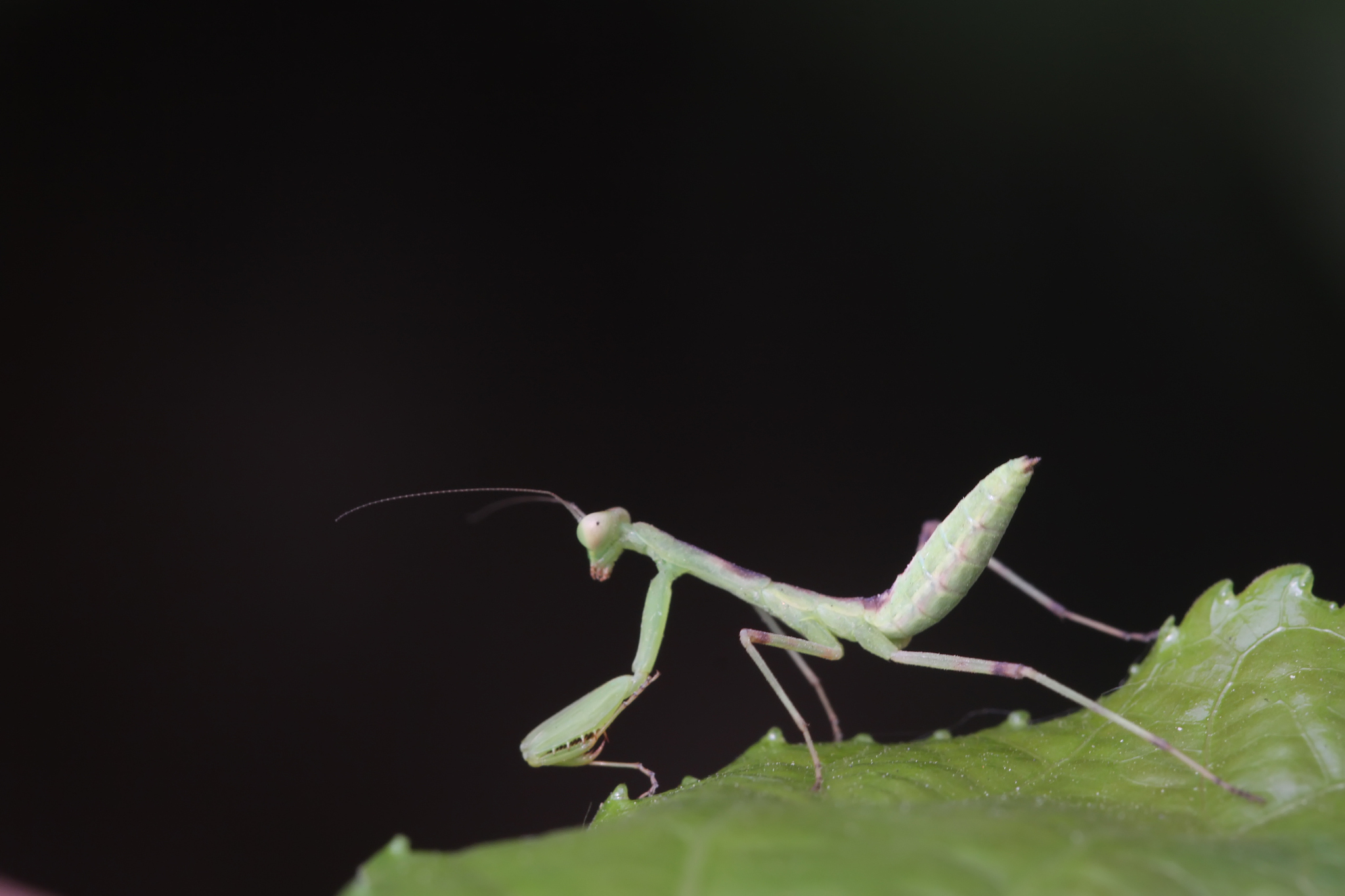 动物的定义、分类和重要性 - 了解地球上的生命