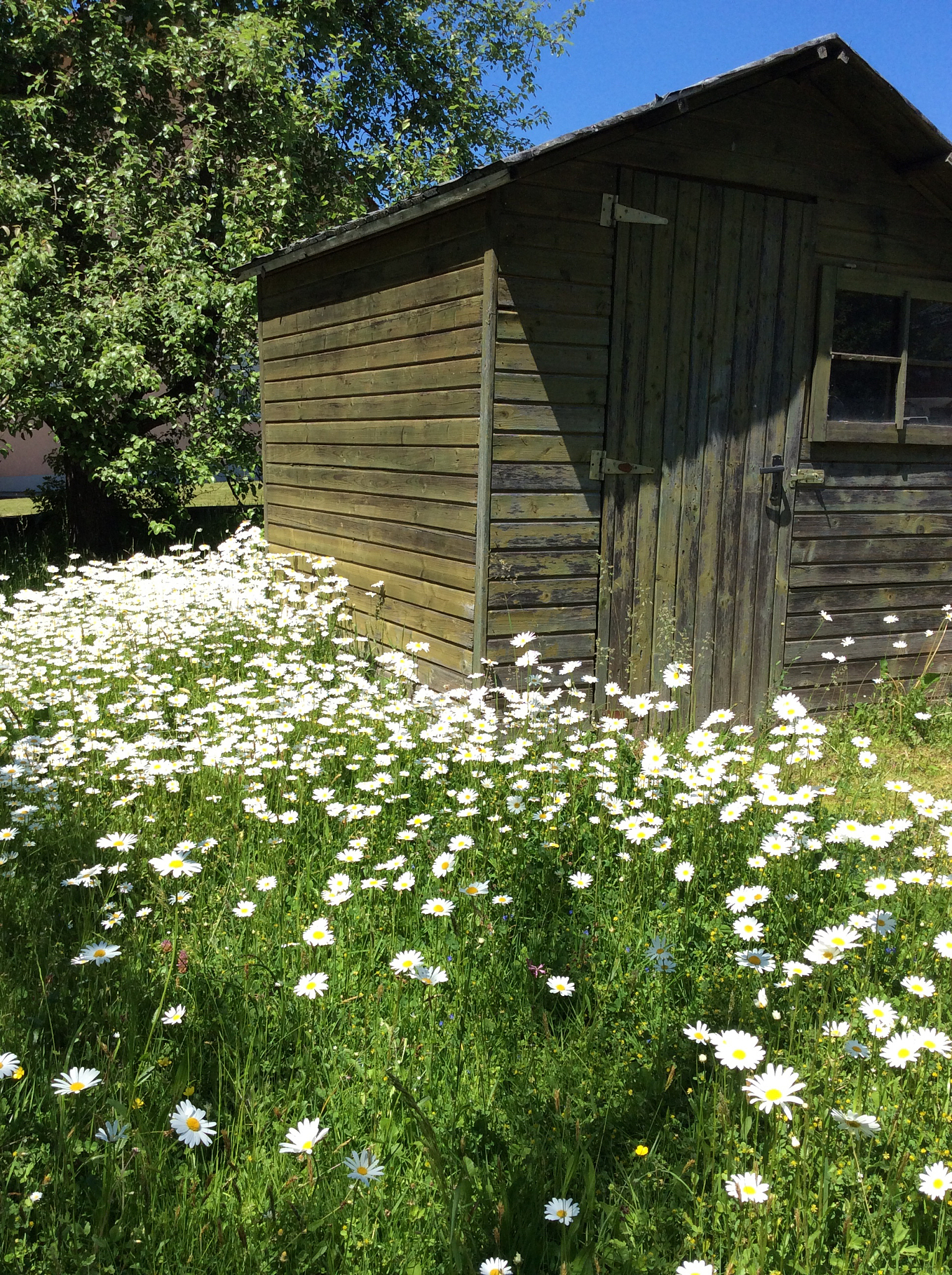 沈阳农业大学园林专业怎么样