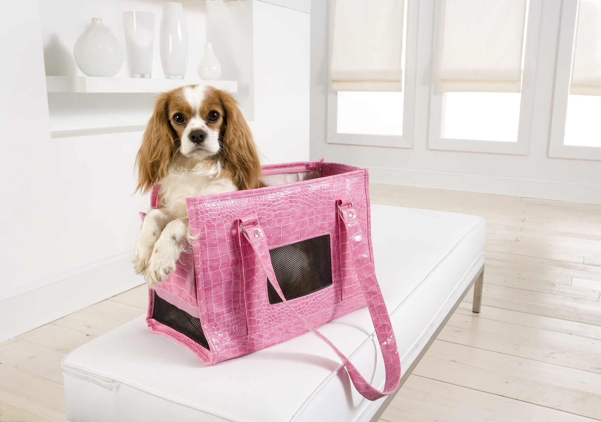 狗狗椅评价：高颜值、无异味，舒适到狗狗都爱了！😍👍🏻