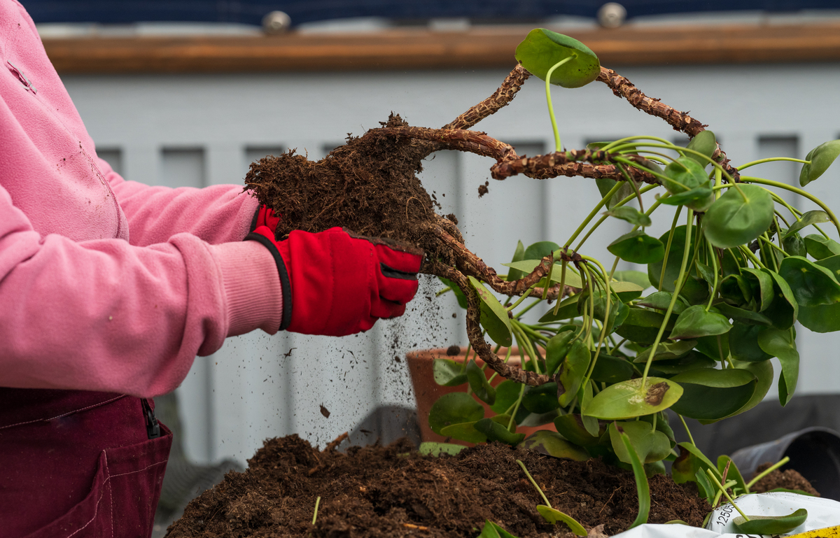 植物根系浸蜡包埋步骤详解