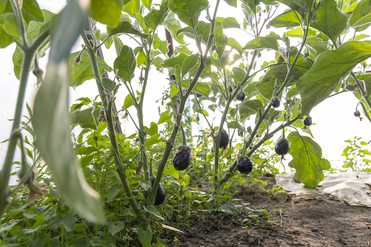 栽茄子深度：深浅选择、种植方法及管理技巧 - 1500字详细指南
