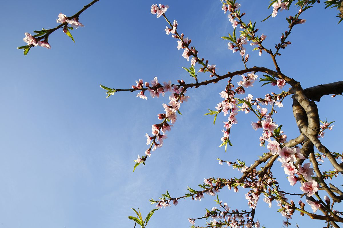 春之梦：一个充满希望的梦境