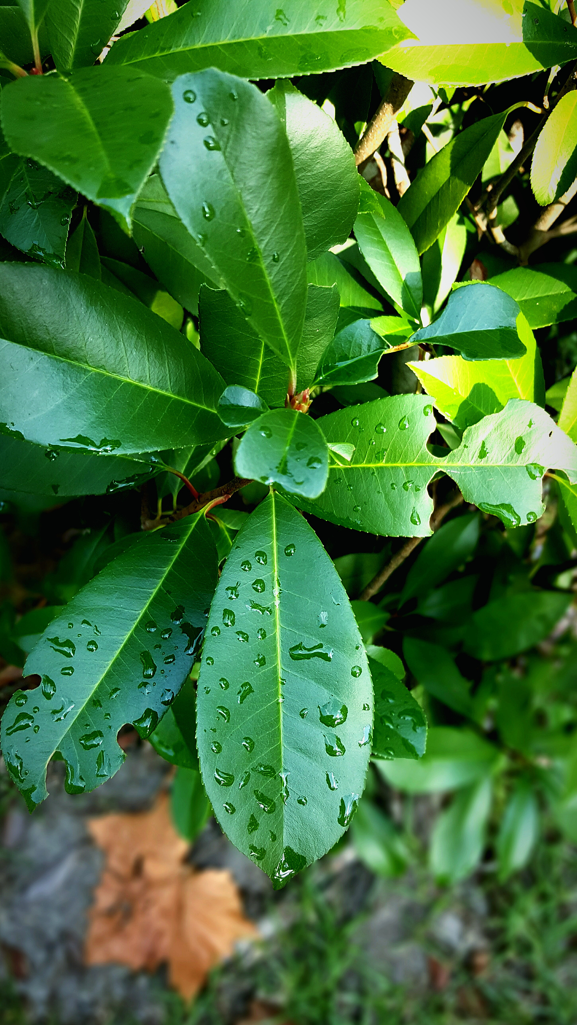 close-up of fresh green plants