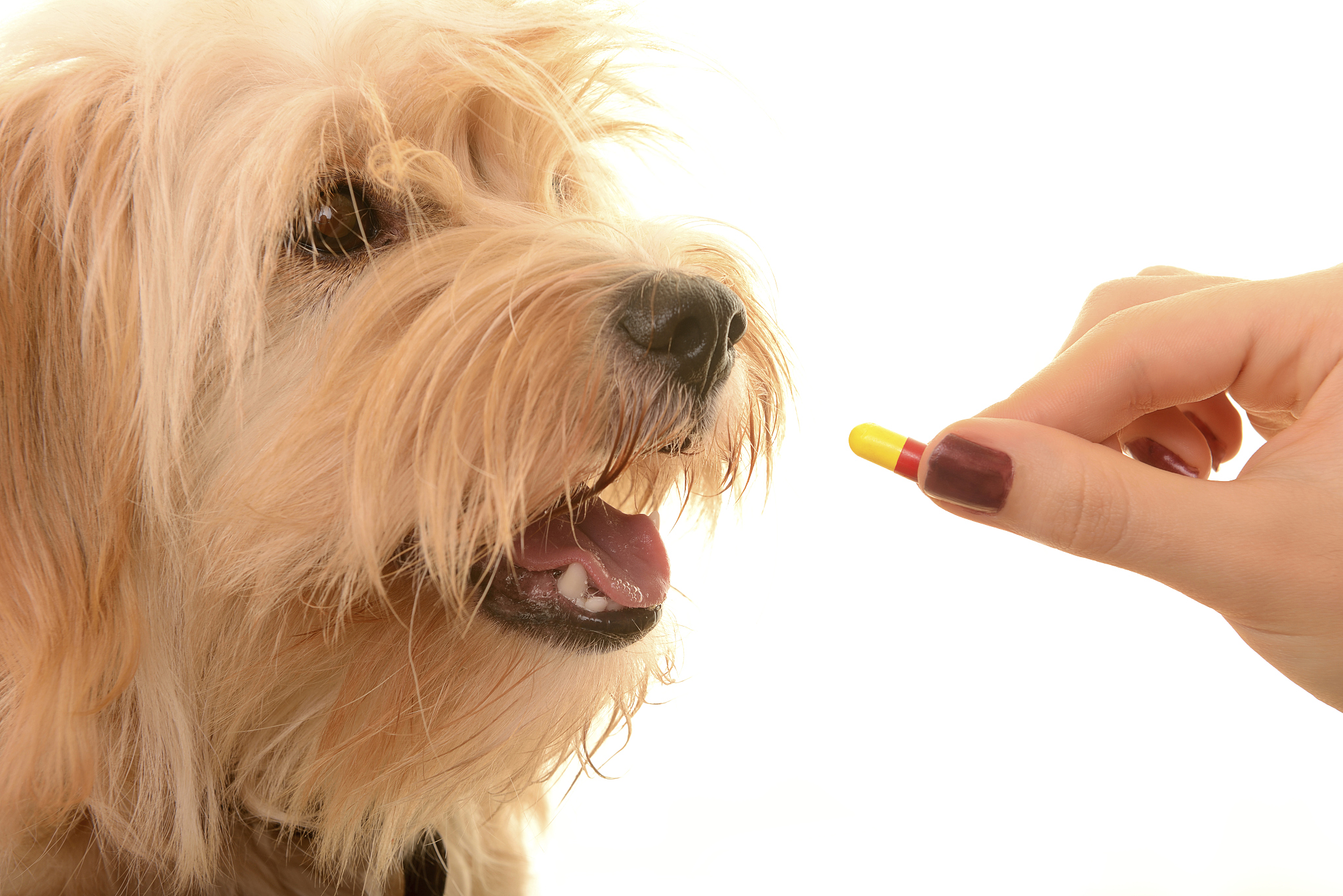 犬多发性视网膜病变治疗措施