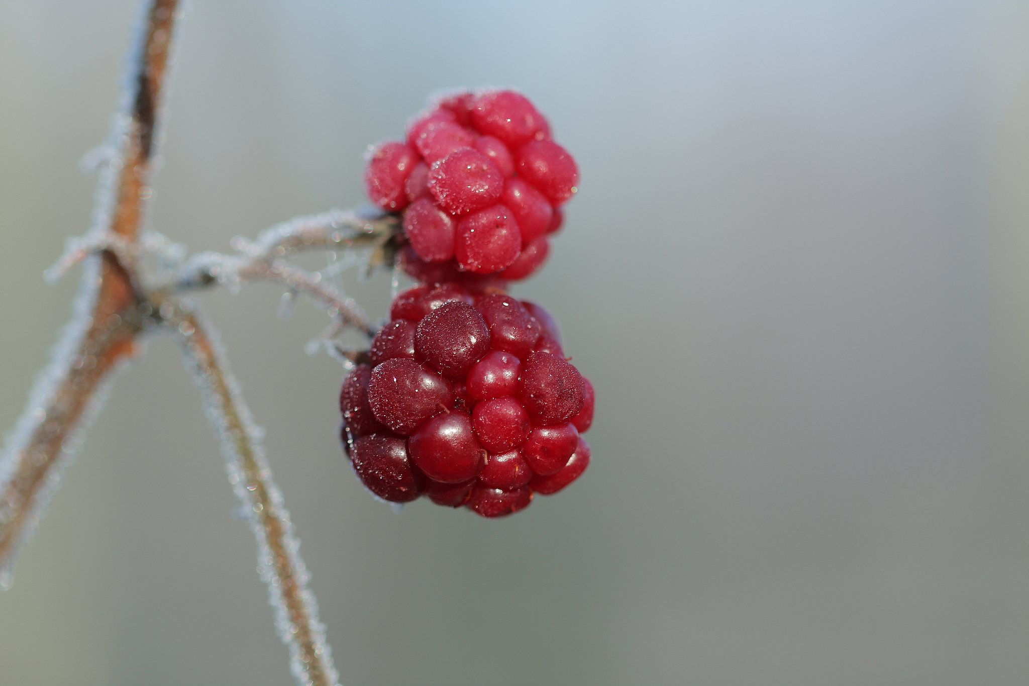 frozen raspberry  in december sun morning