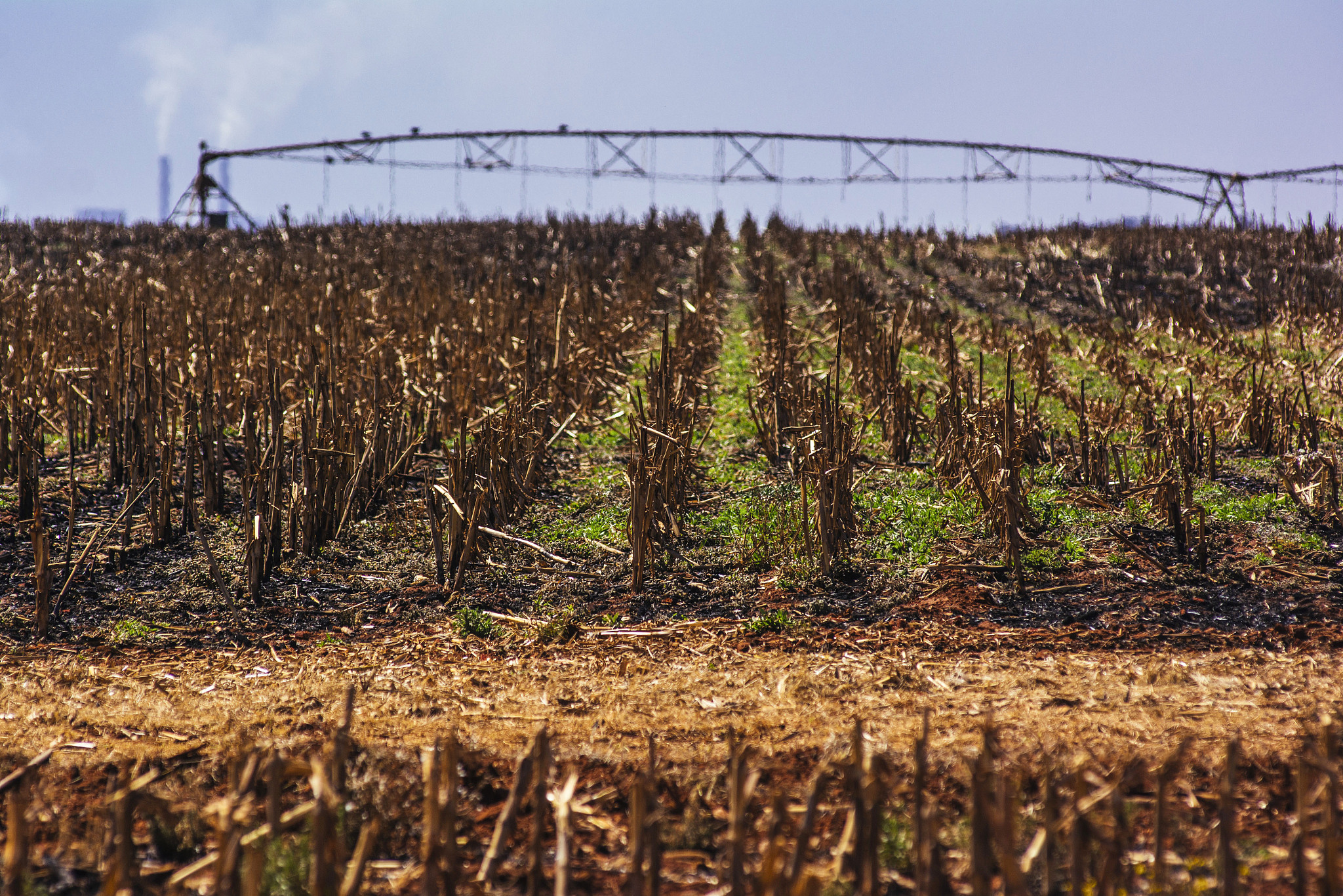 翻译下面的句子Positive response of maize husk traits for improving heat tolerance during flowering by alleviating husk inside temperature