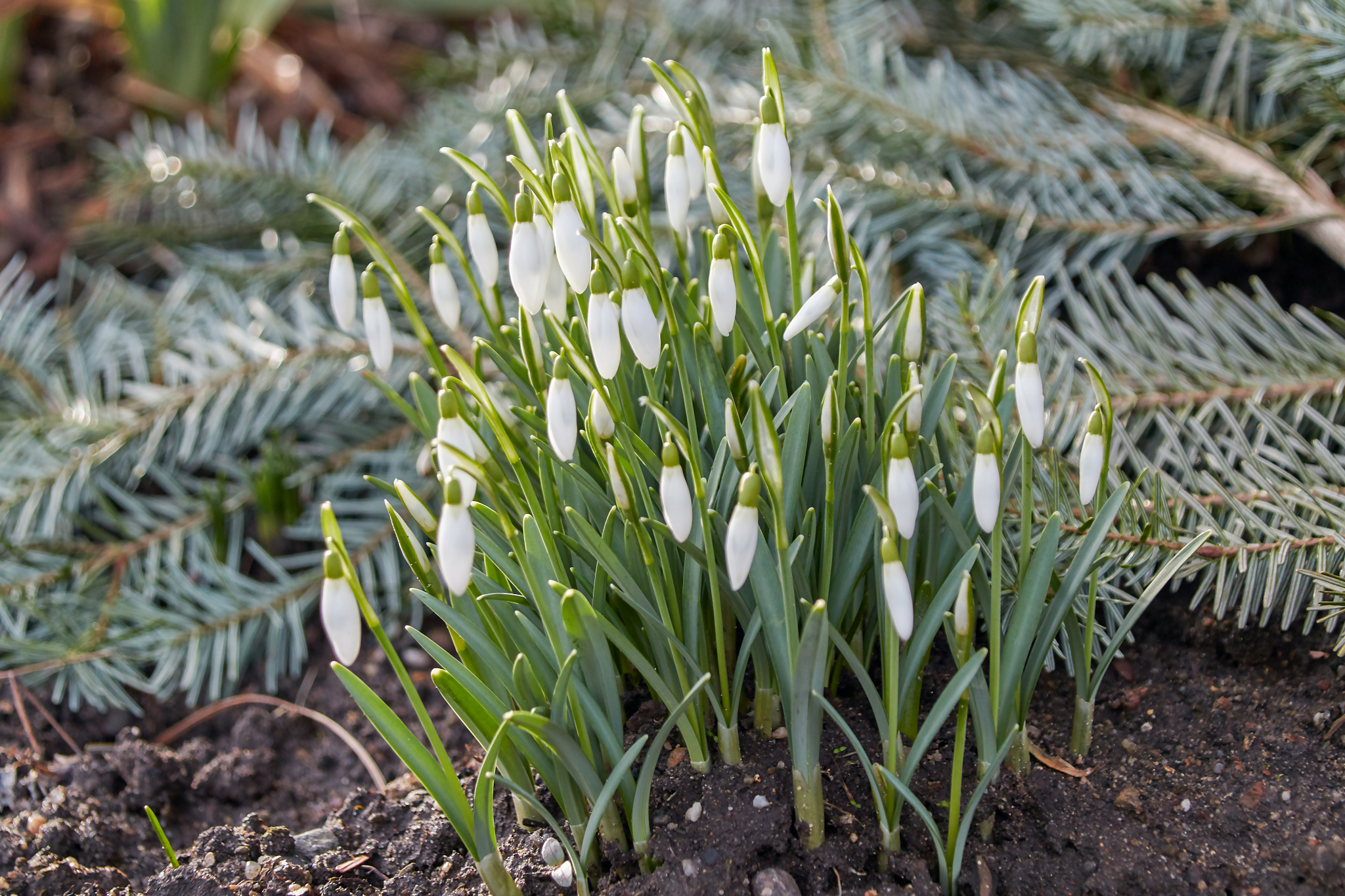 snowdrops as the heralds of spring'n
