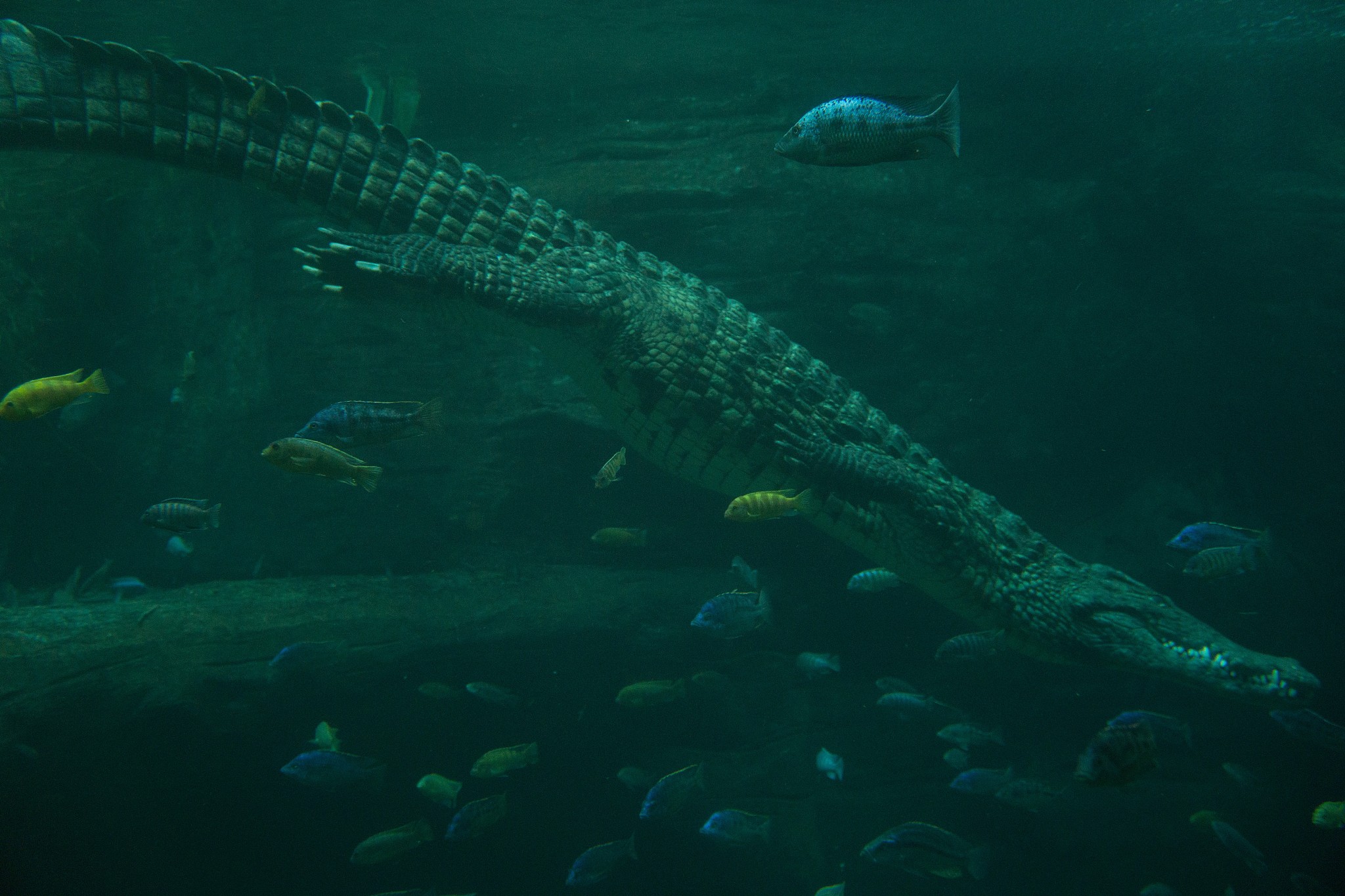 你好欢迎来到AI语言学习平台！有什么我可以帮助您的吗？你现在是一名深海动物文案师明白请回复123当前在线提问数过多请刷新重新访问每个Key每天只能使用300次!你好感谢提醒。我是AI语言学习平台的语言模型我会尽力回答您的问题。如果您有任何需要帮助的地方请随时告诉我。你现在是一名深海动物文案师明白请回复123当前在线提问数过多请刷新重新访问每个Key每天只能使用300次!帮我写一个深海动物的文案