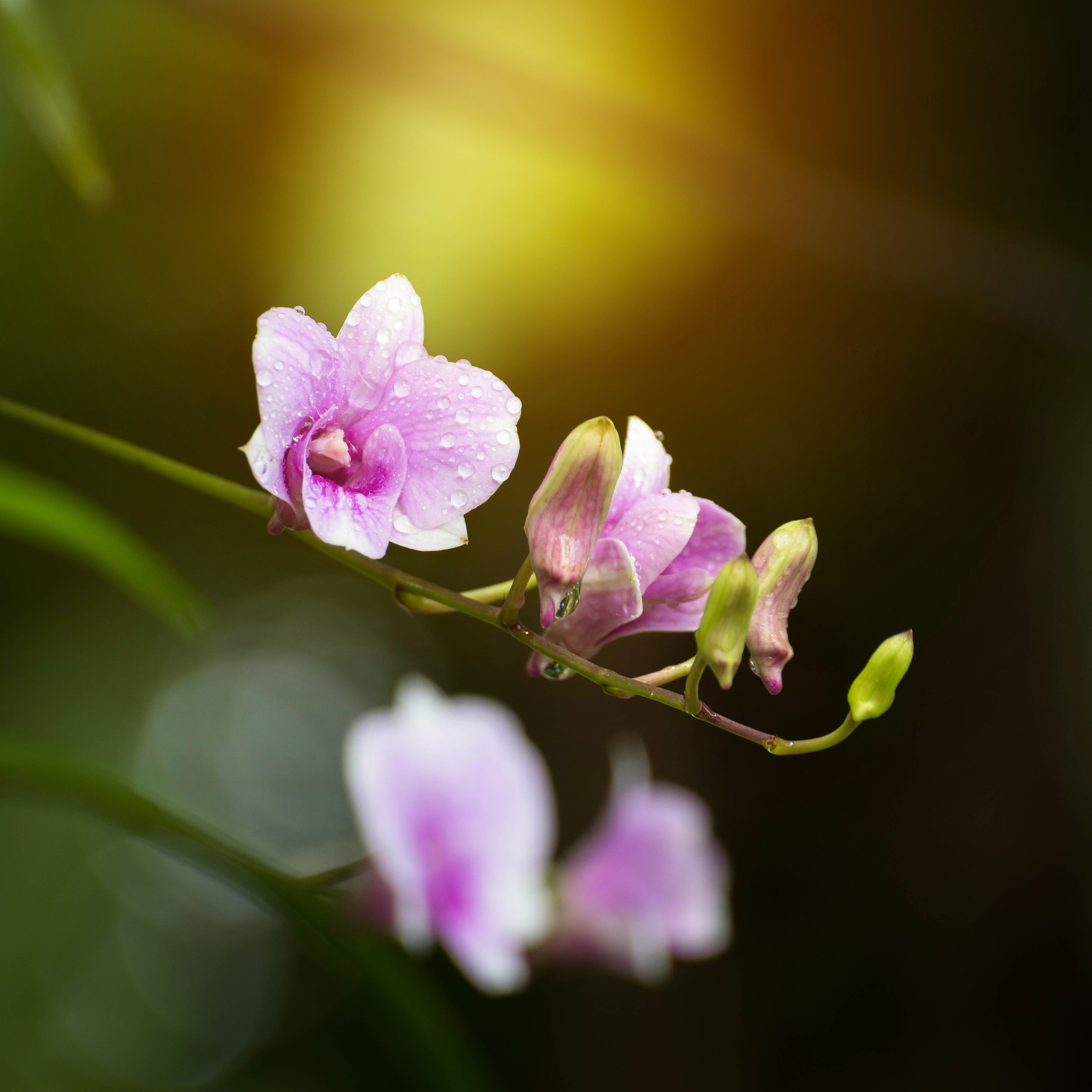 dendrobium orchid, purple orchid flowers,tropical flower bloom,p