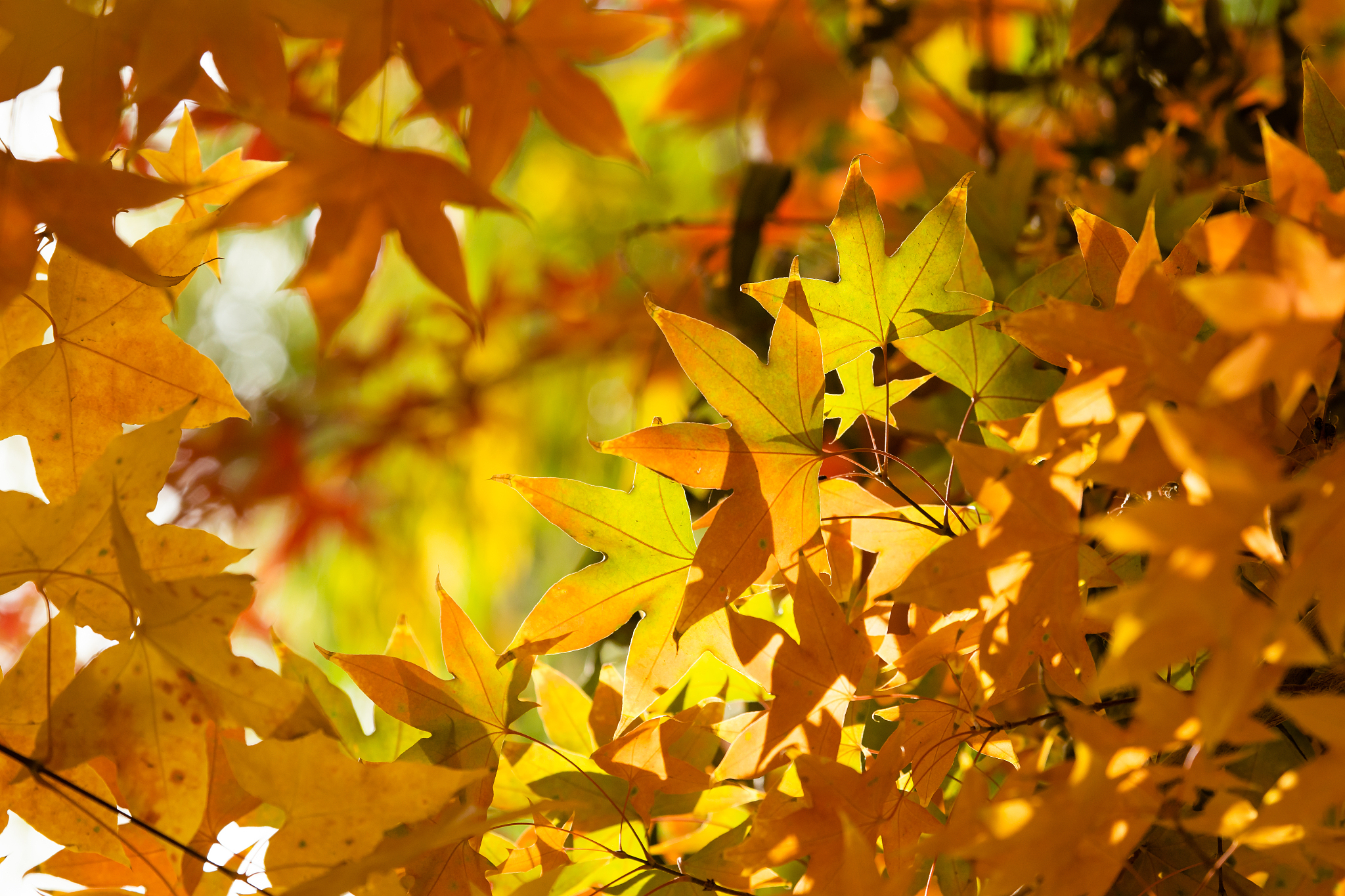 秋风瑟瑟，枫叶飘零，思念如影随形 - 秋天感伤的诗意描绘