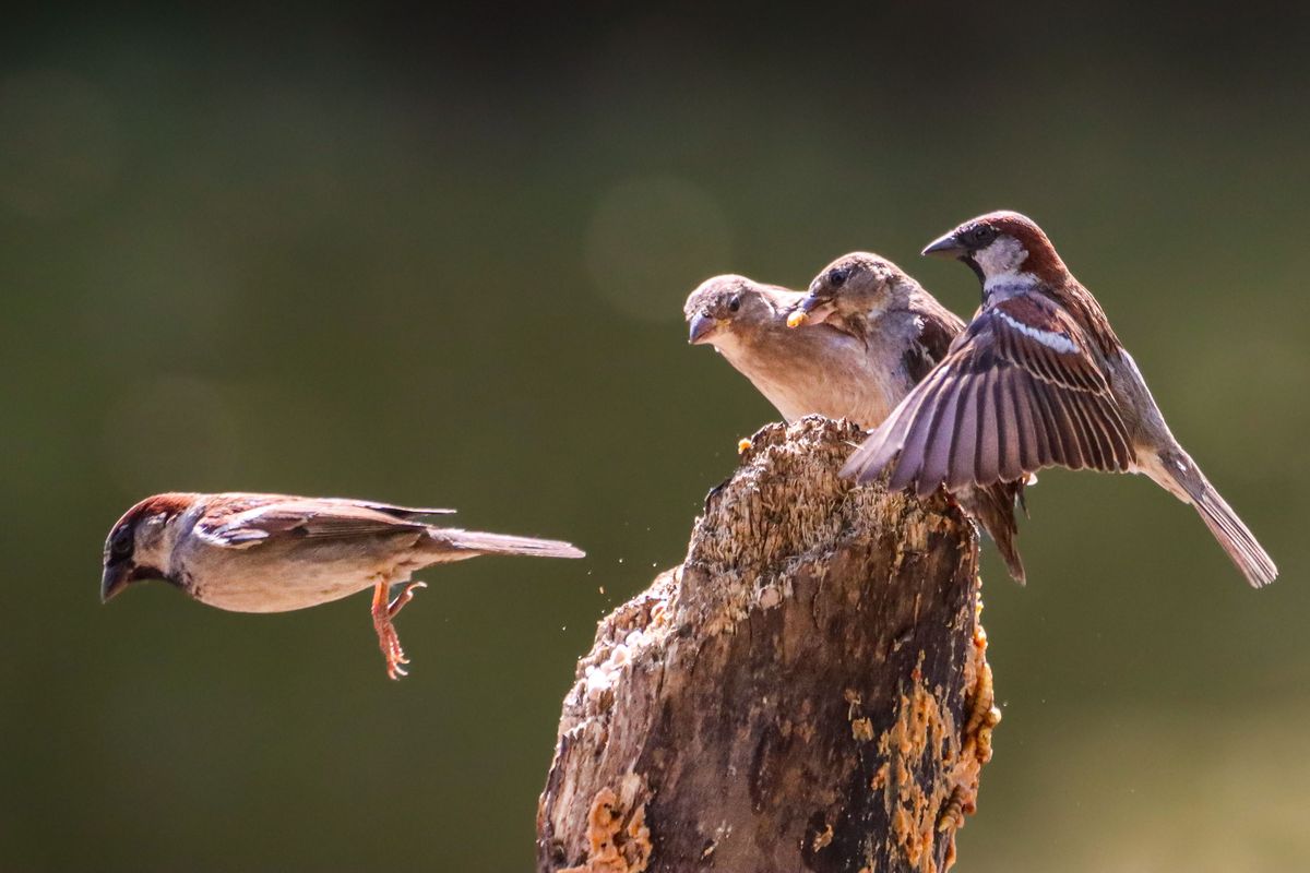 鸟类爱情的忠诚：从它们的爱情故事中学习真爱