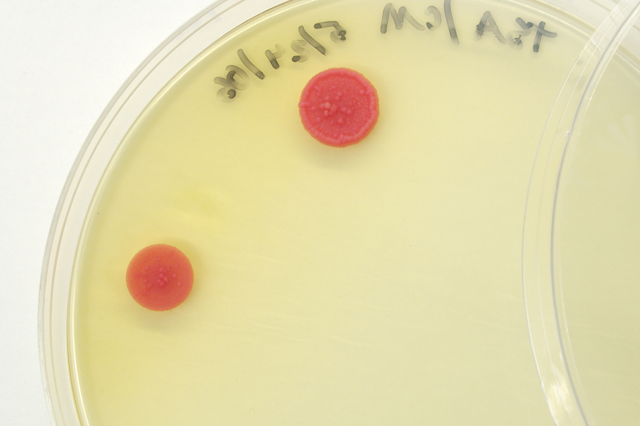请帮我翻译：每个处理组三次生物学重复