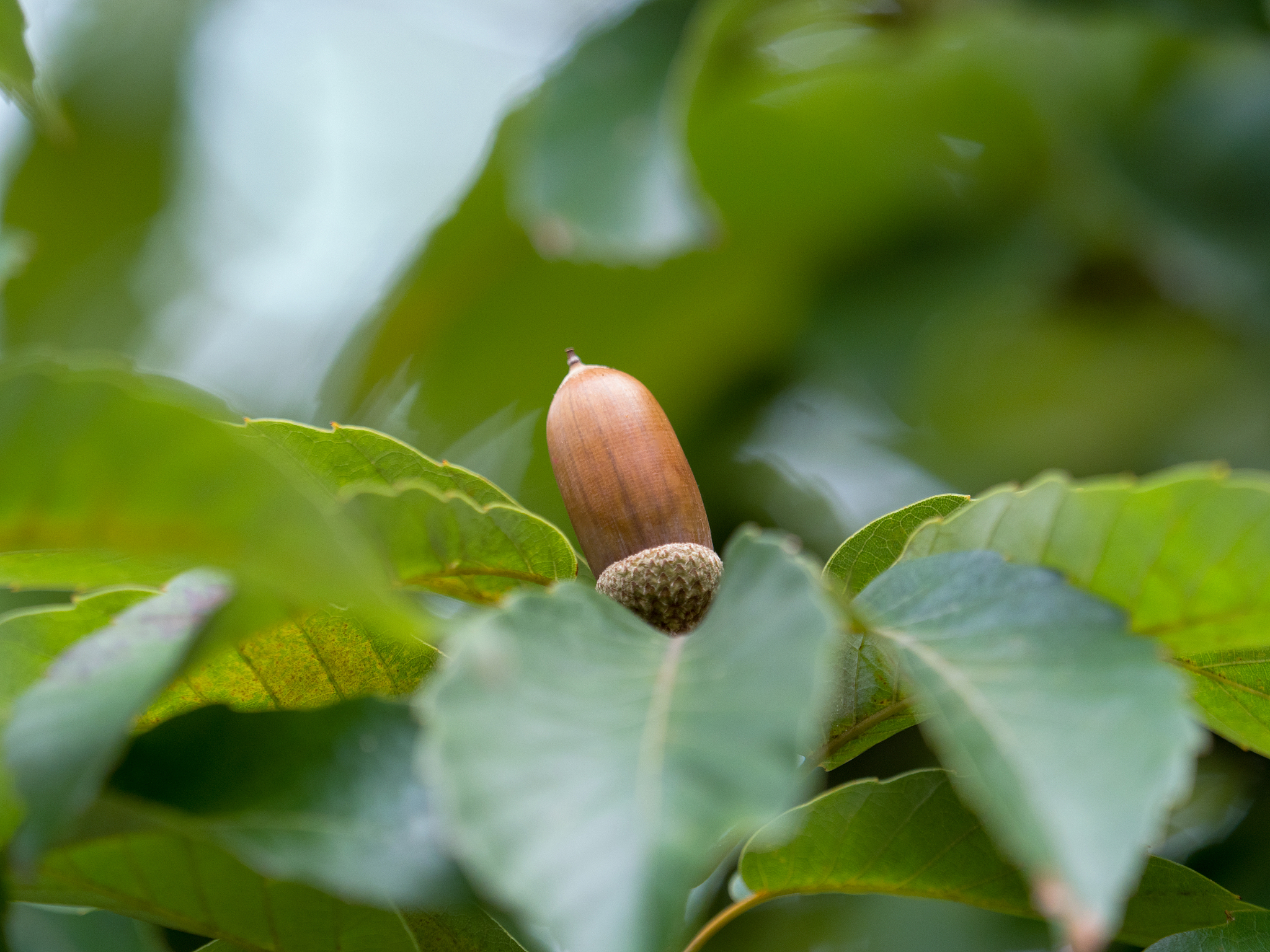 禁用 Mate 桌面快捷键在特定屏幕或窗口生效