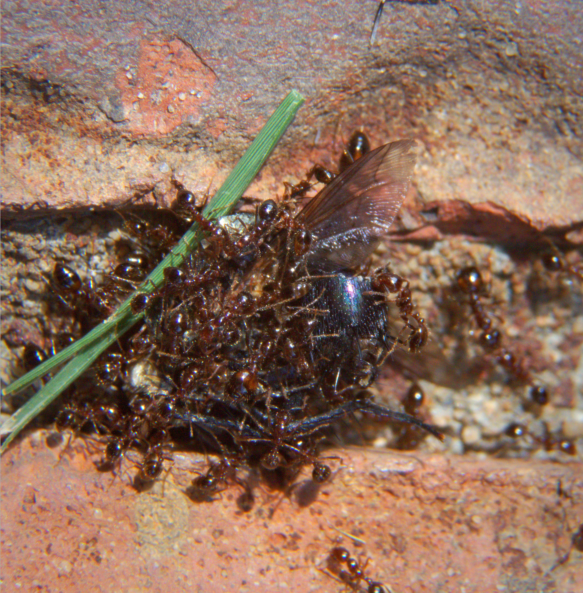 寄生虫能跳吗？了解寄生虫的移动方式