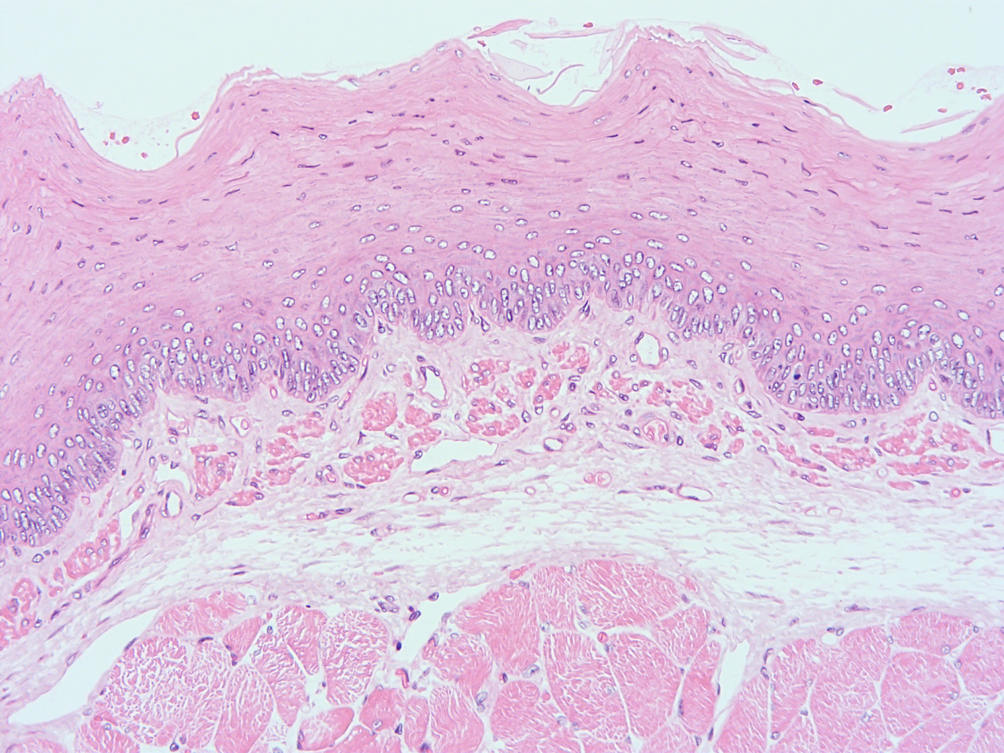 histology of human tissue