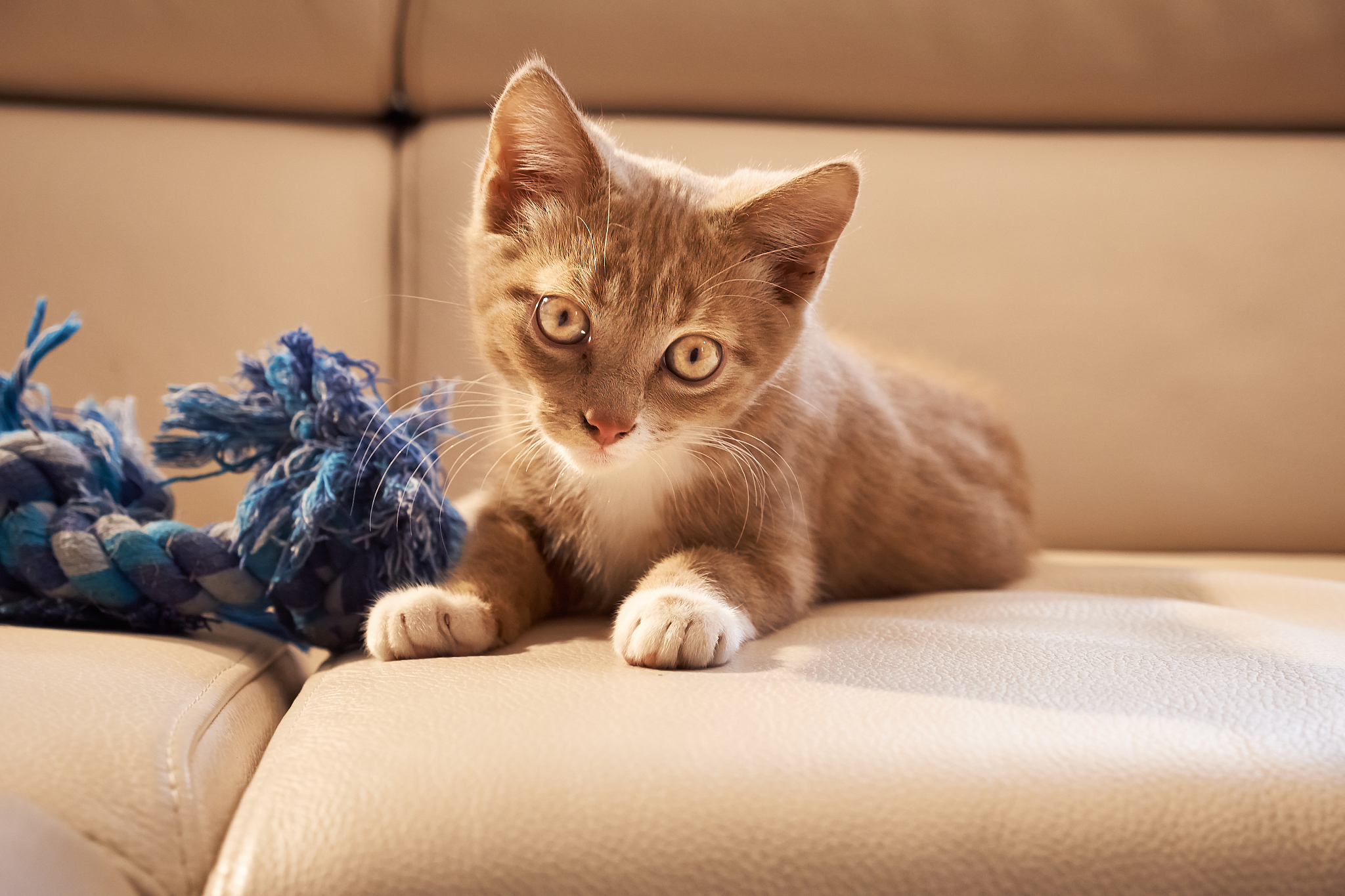 编程猫 Kitten 课程动画大师：学生表现亮眼！