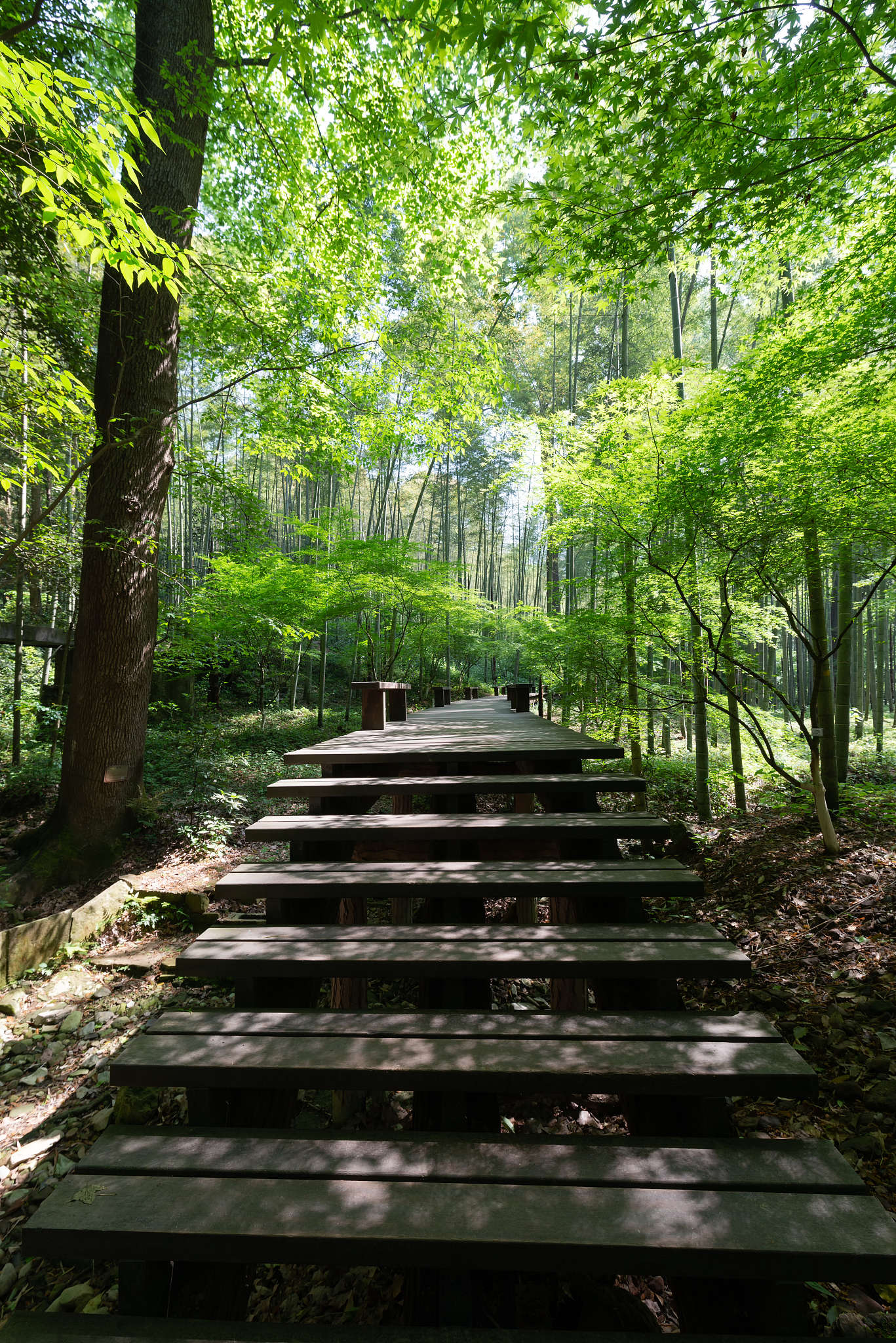 浙江杭州西湖钱塘江曲院风荷云栖竹径西湖十景<strong>世界</strong>遗产城市风光