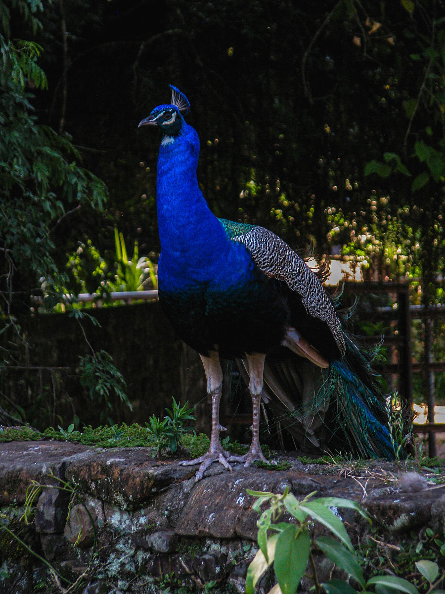 你如何看待鸡你太美这个梗