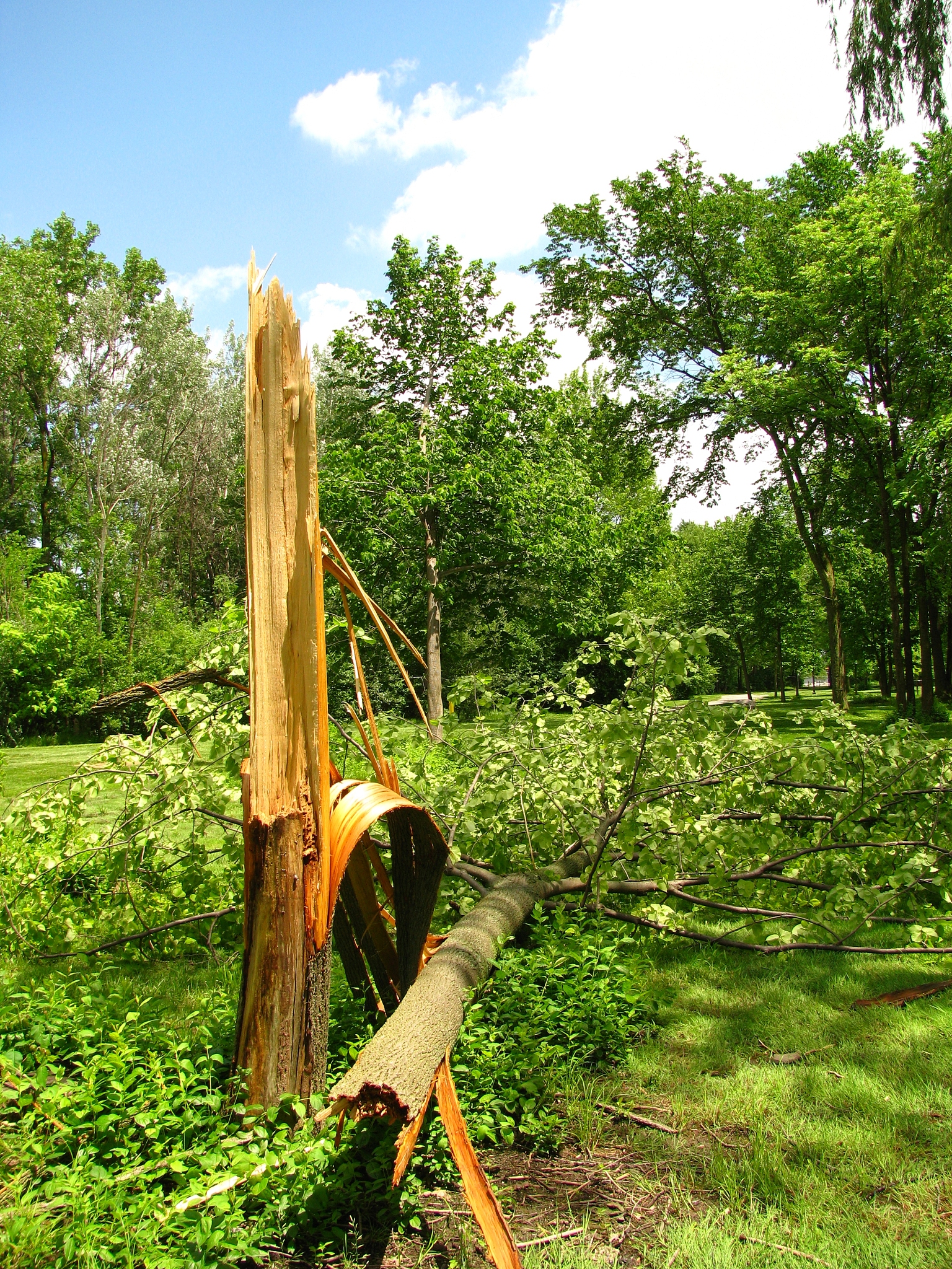 香港樹木修剪規定：未經許可不得損壞或砍伐