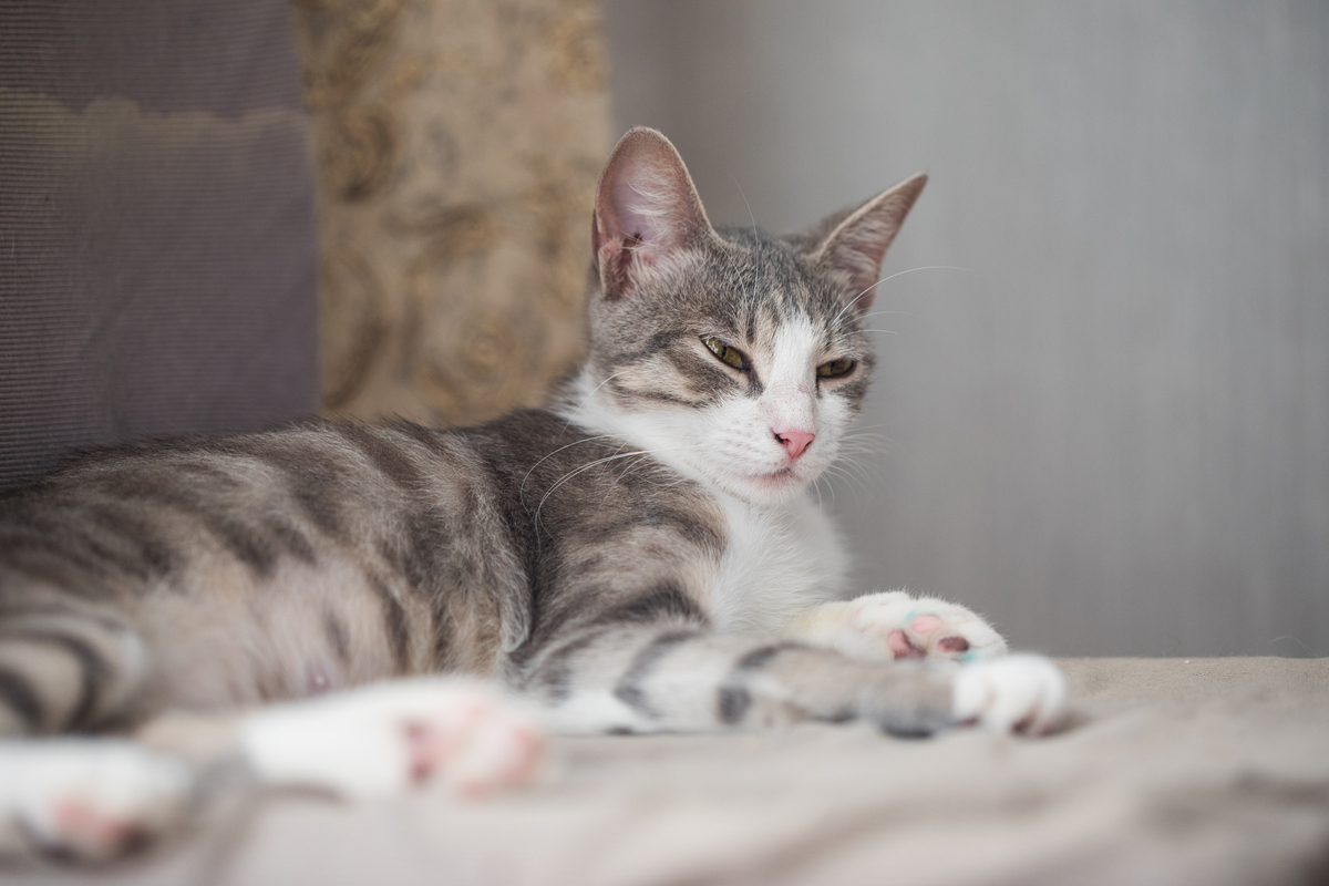 我是一只小猫喵喵喵