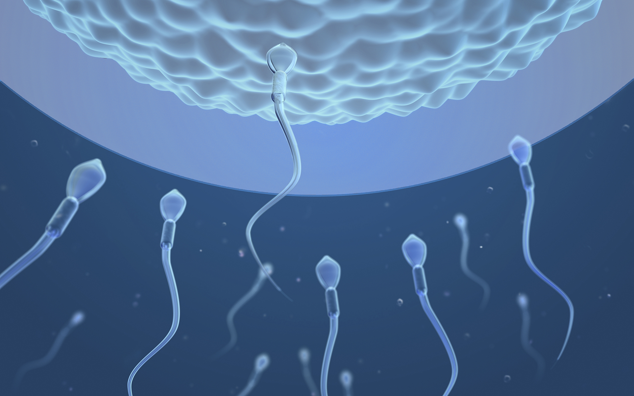 翻译泰语：ivf iui