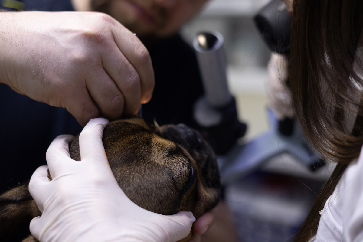 狗狗吃了硬物刮破肠子？紧急应对指南！