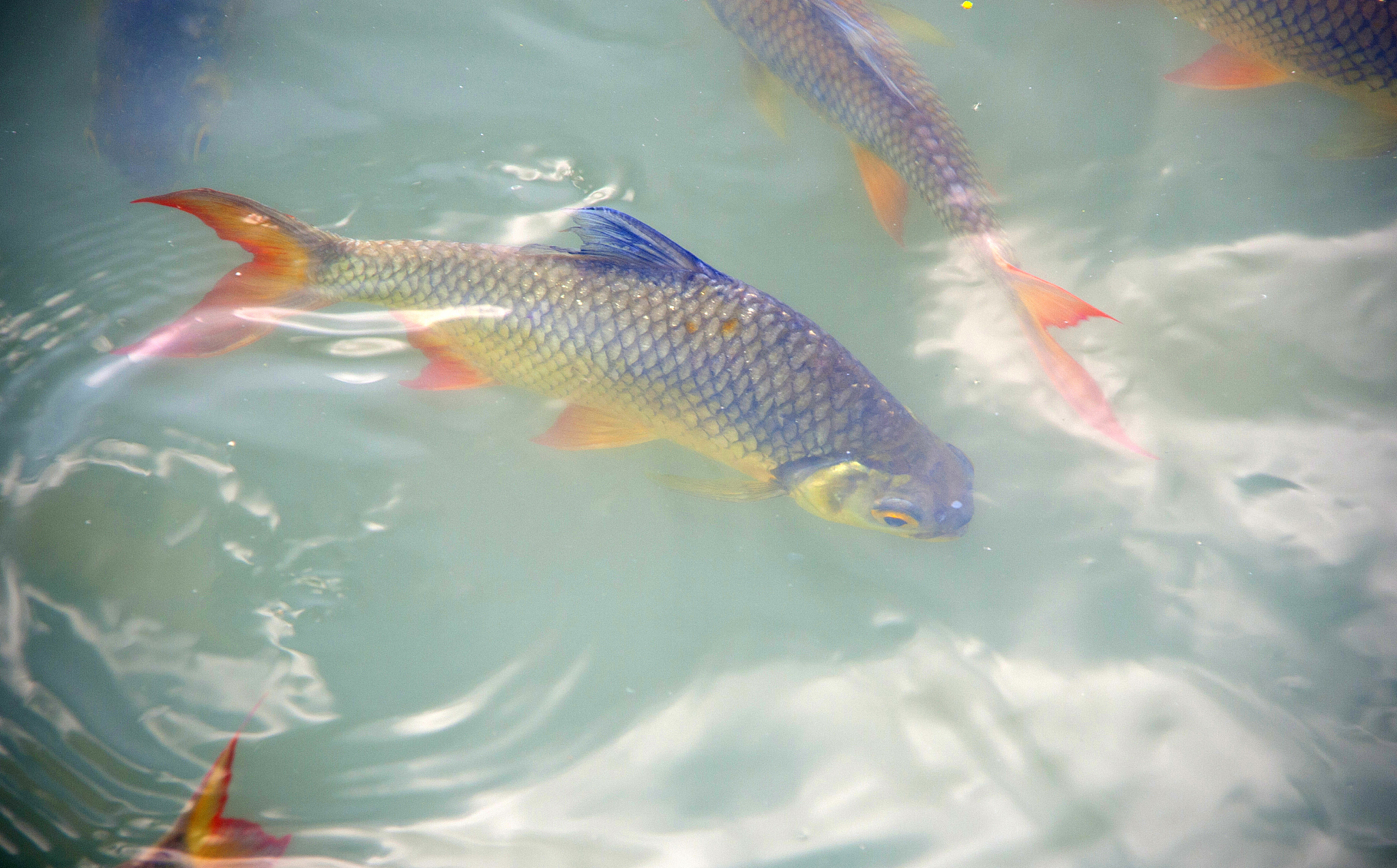 白云金丝头朝下上浮怎么办