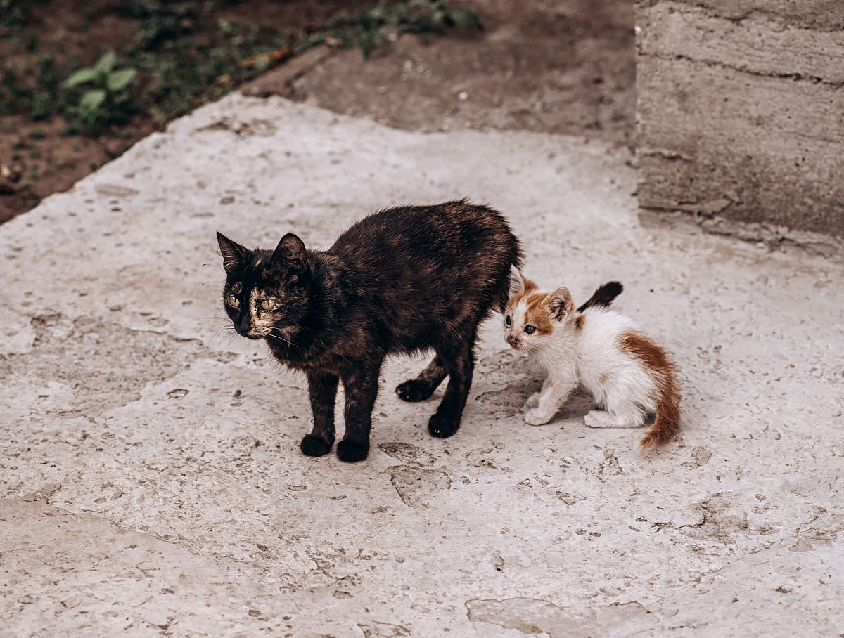 四年级孩子的成长烦恼？我来帮你！