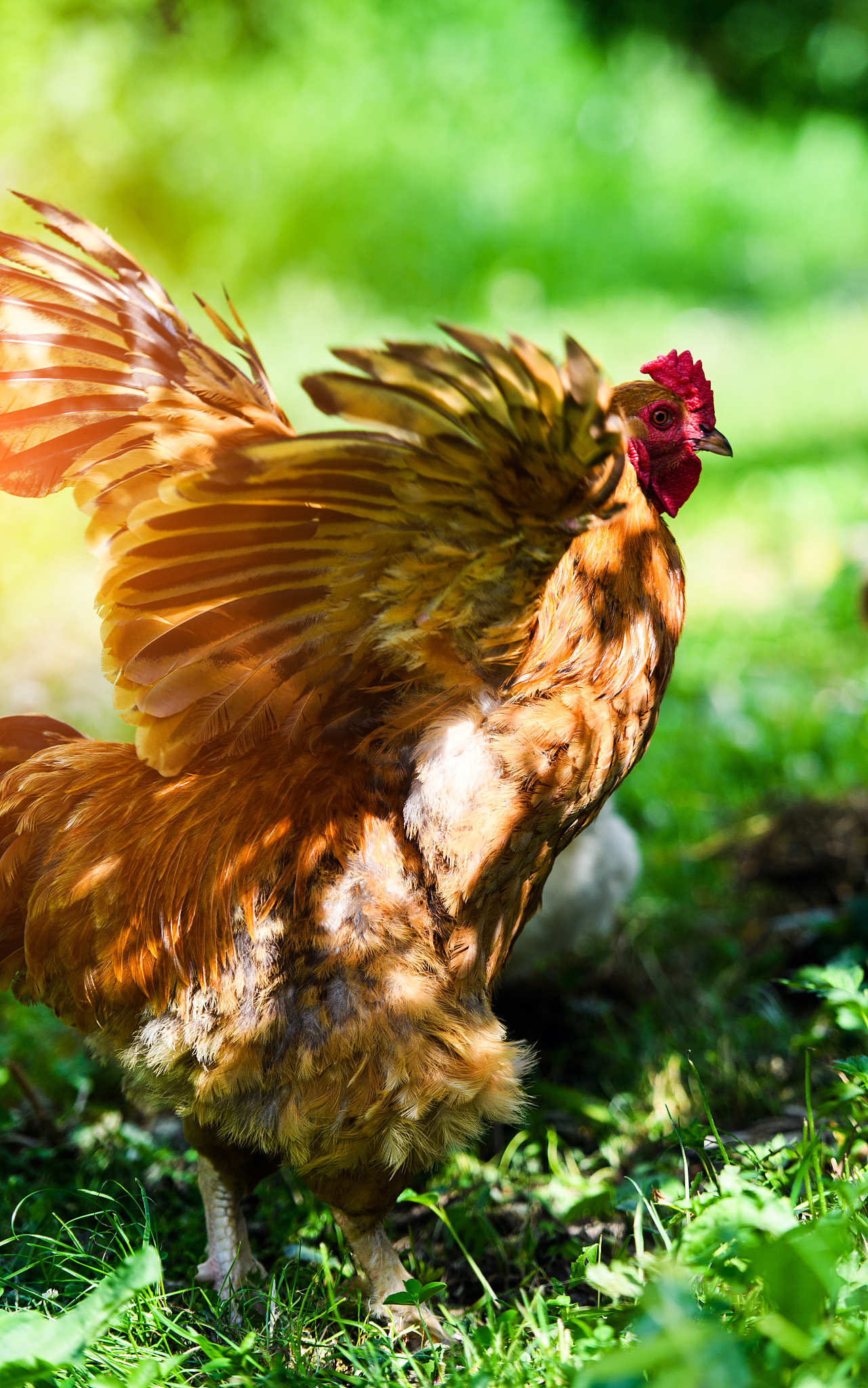 chicken on a farm